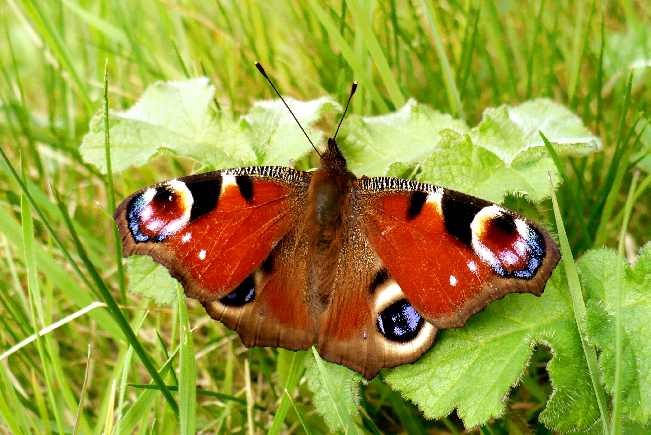 Peacock butterfly photo