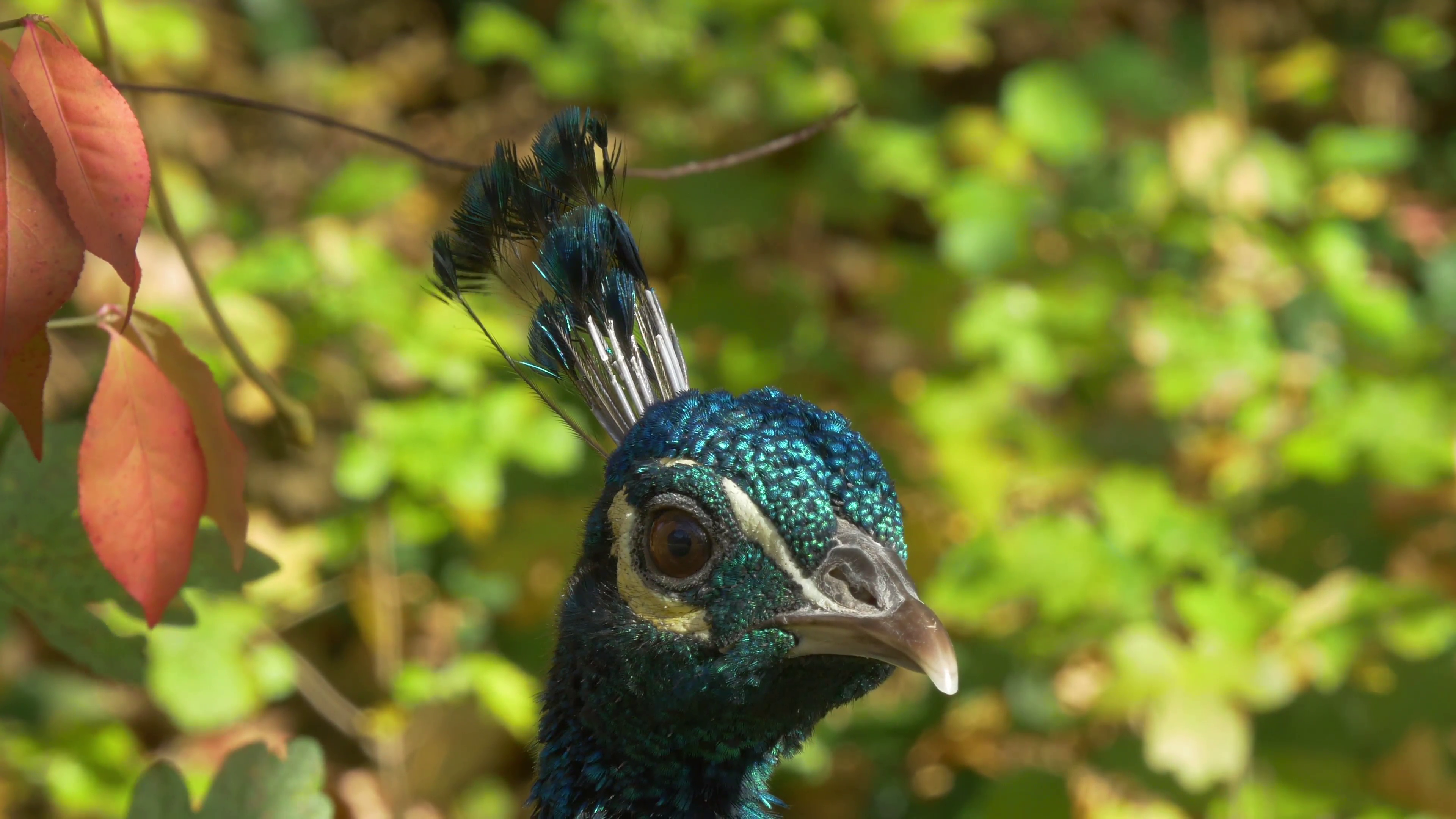 close-up of peacock bird head looking around in beautiful autumn ...