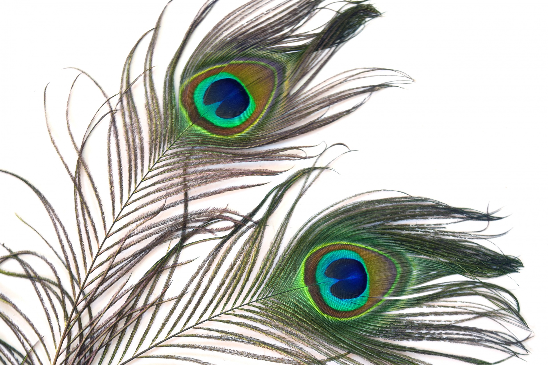 Peacock feathers photo