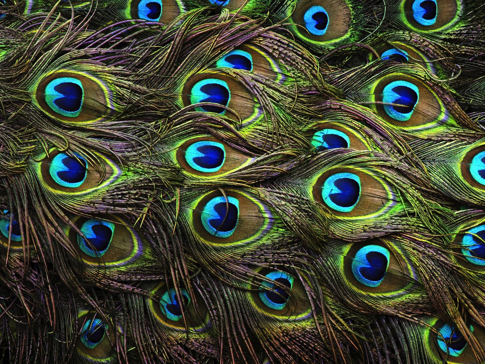 free-photo-peacock-feather-peacock-feather-free-download-jooinn