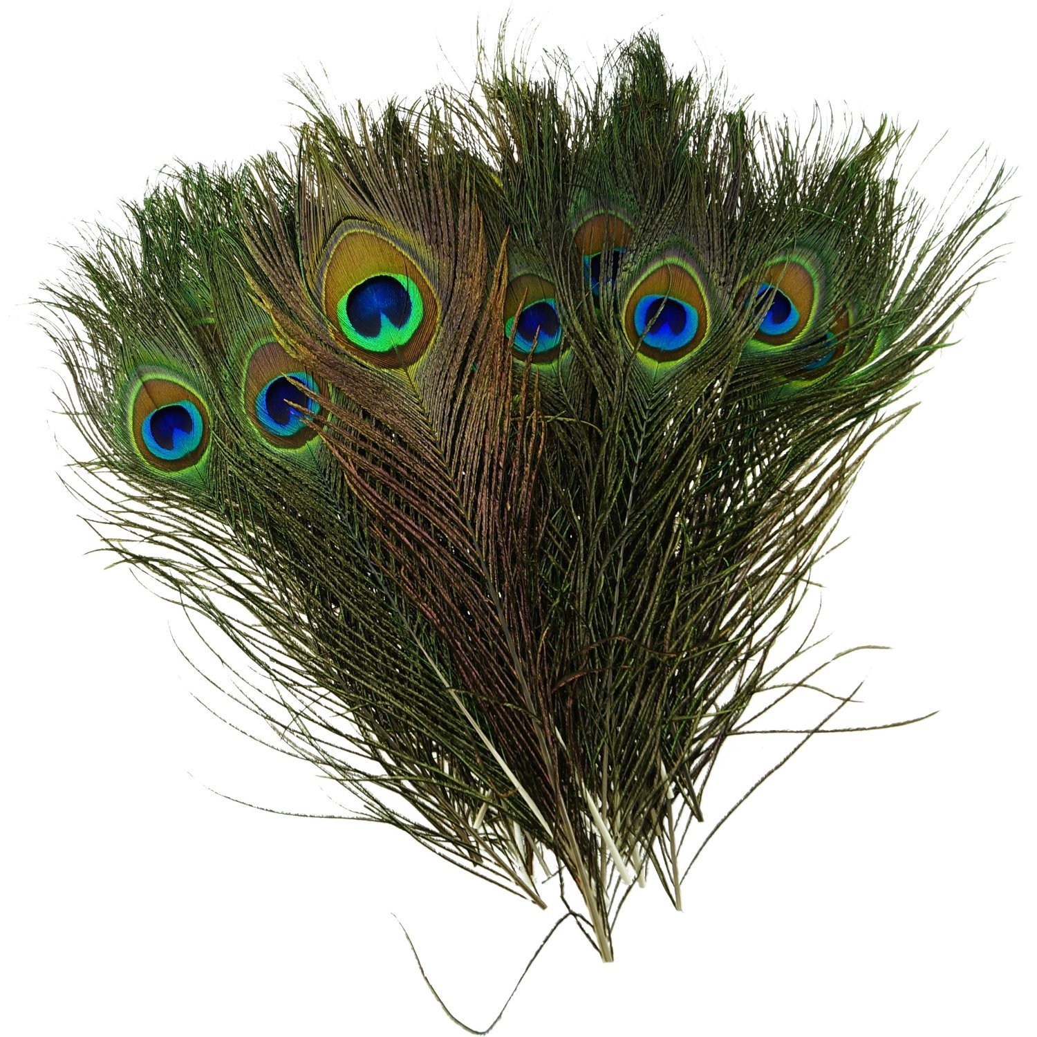 Amazon.com: Pack of 50pc High Quality Real Natural Peacock Feathers ...