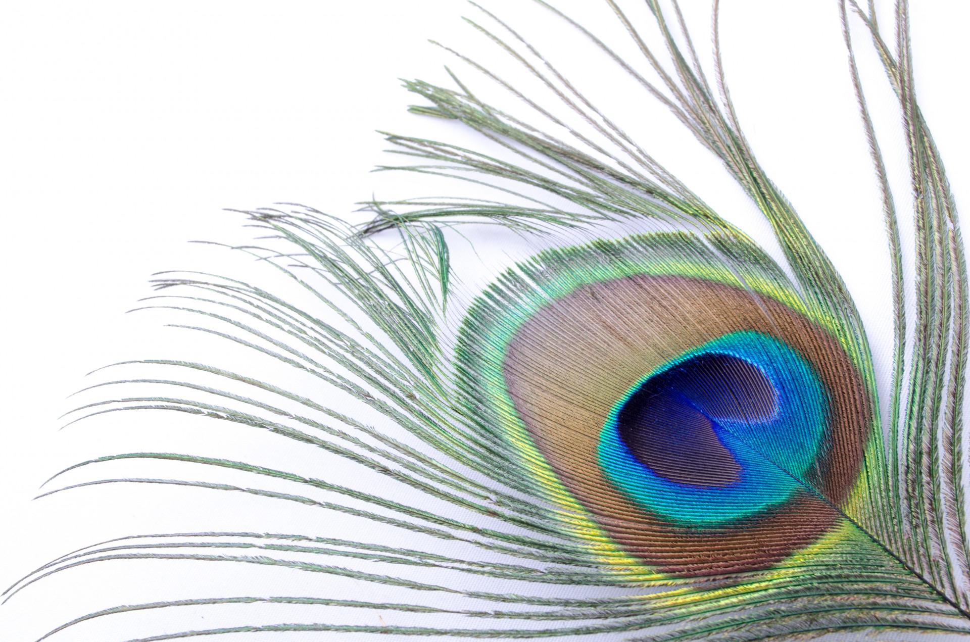 Peacock Feather Free Stock Photo - Public Domain Pictures