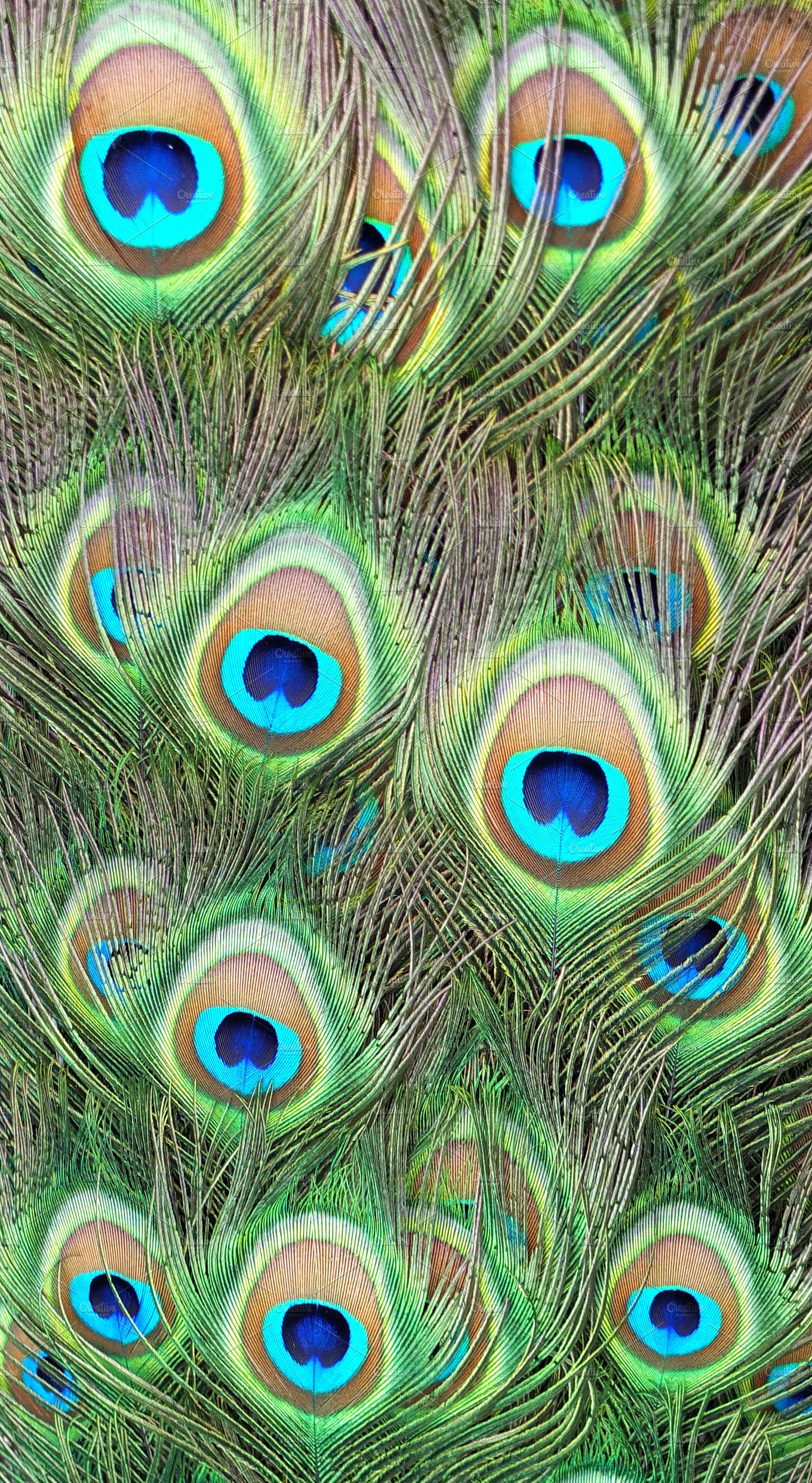 Peacock feathers ~ Abstract Photos ~ Creative Market