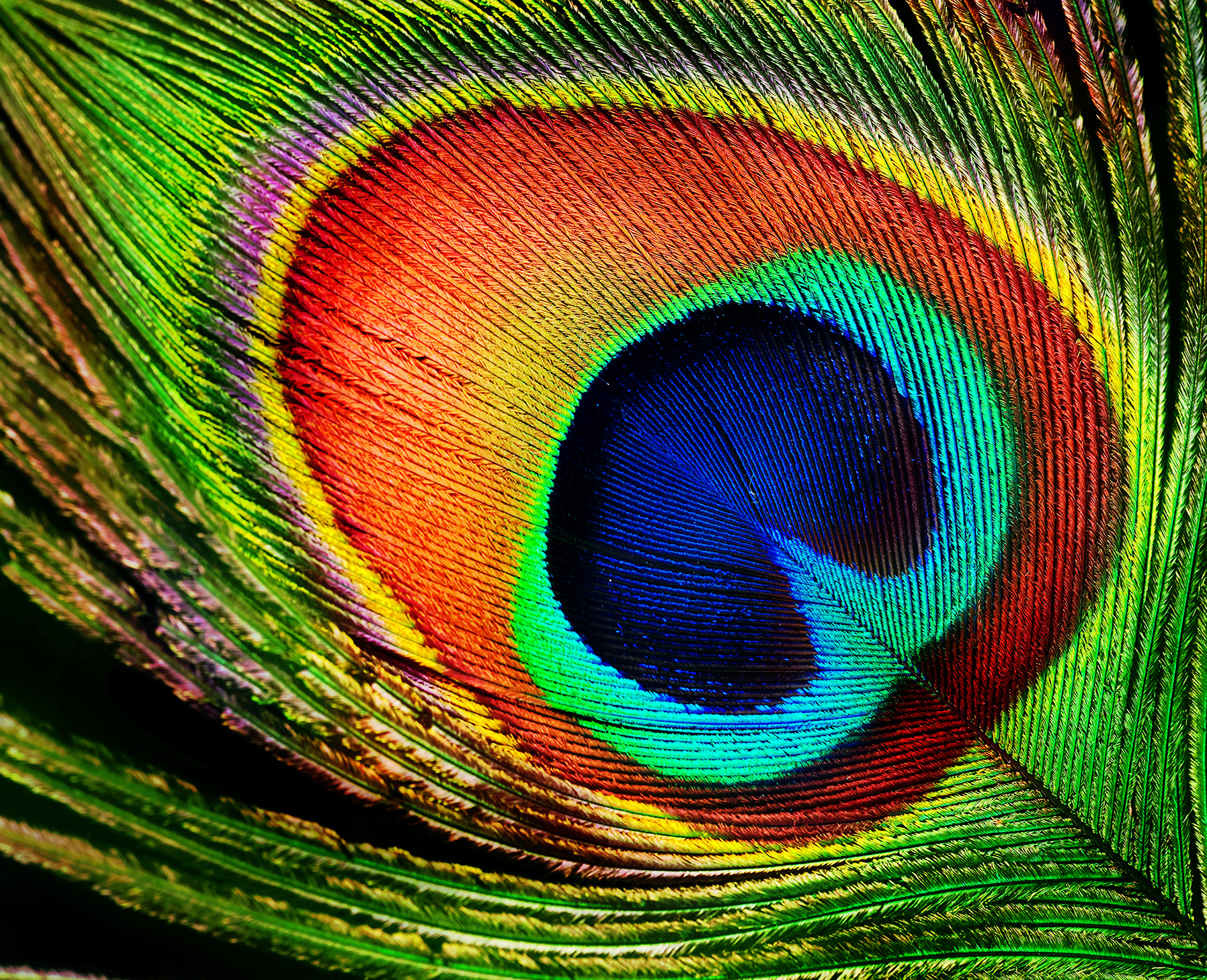 Peacock feather | Opticolour