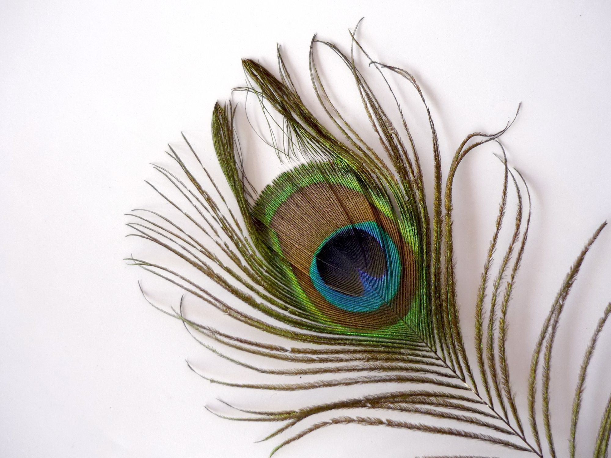 Peacock Feather Colours
