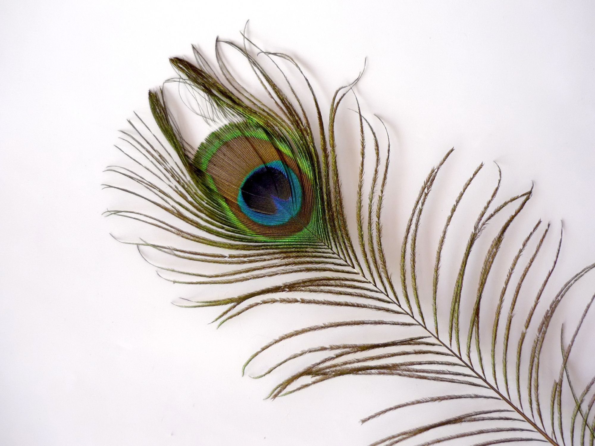 Peacock feather photo