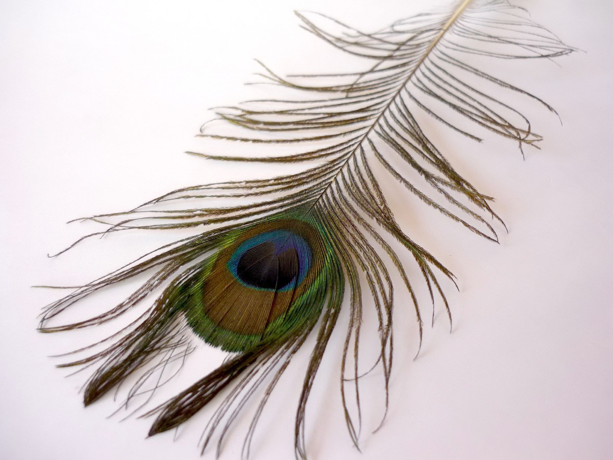 Free photo: Peacock Feather - Peacock, Feather - Free Download - Jooinn
