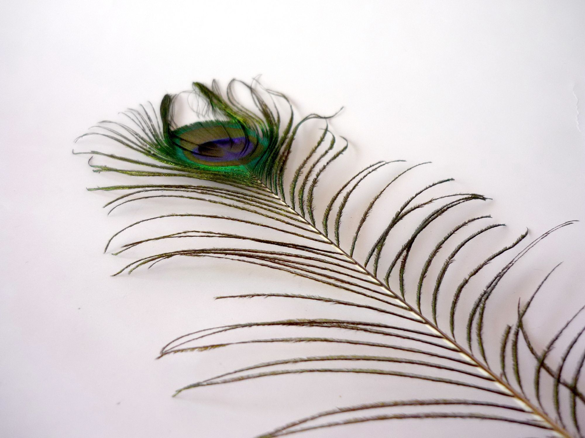 Peacock feather photo