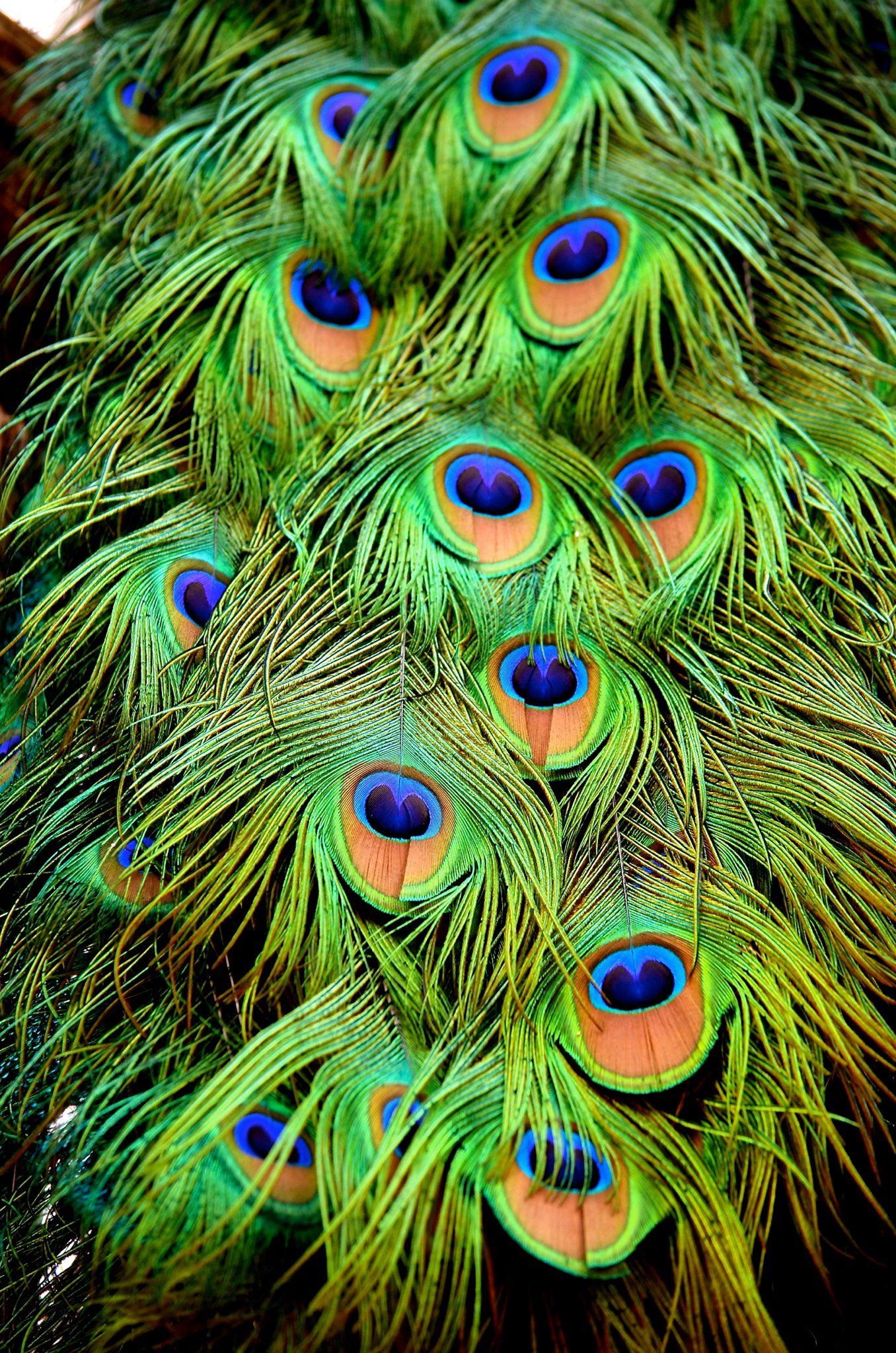 Peacock Feathers (close up) Phoenix Zoo | Peacock | Pinterest ...