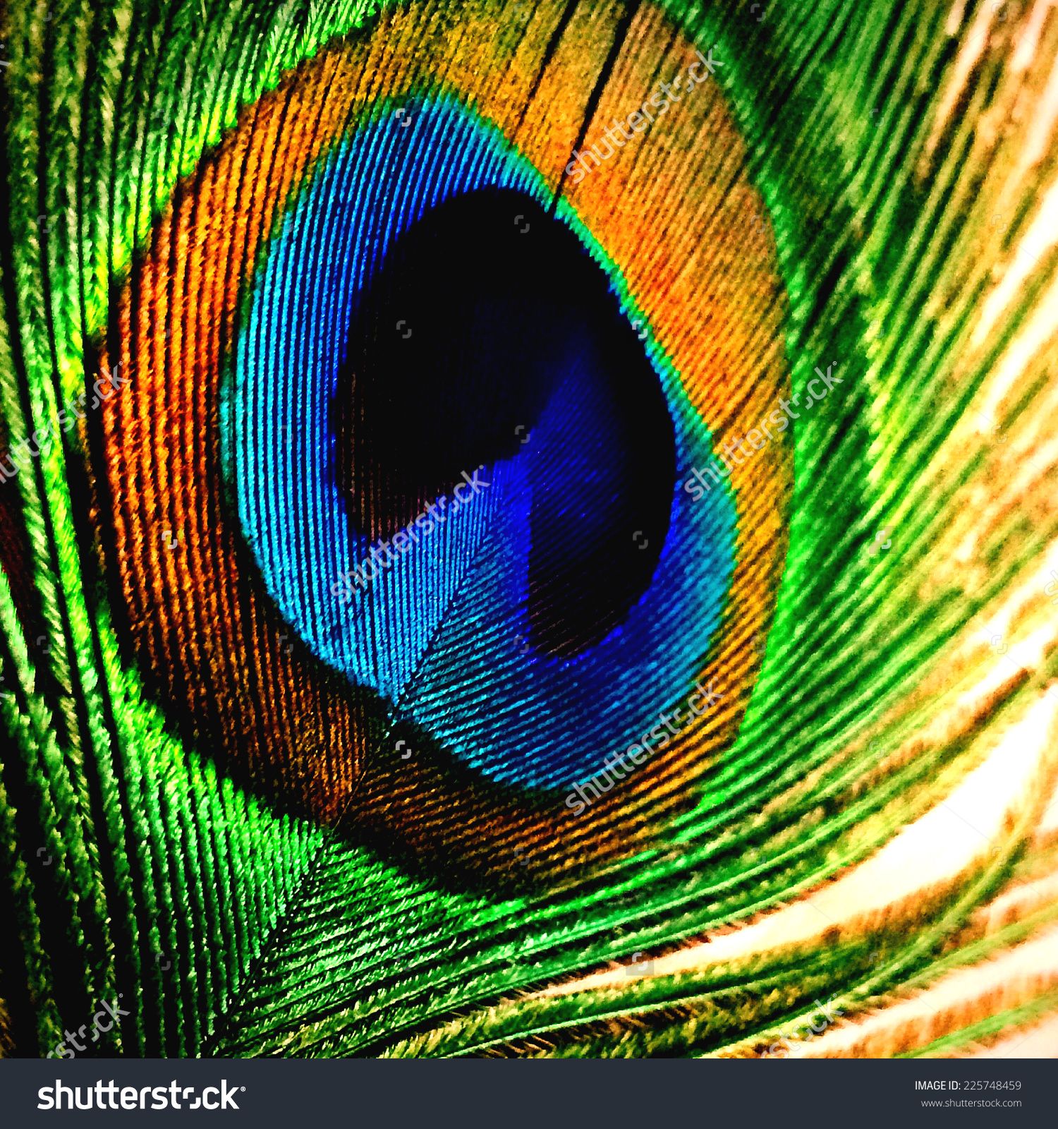 Peacock Feather Close- Up Stock Photo 225748459 : Shutterstock ...