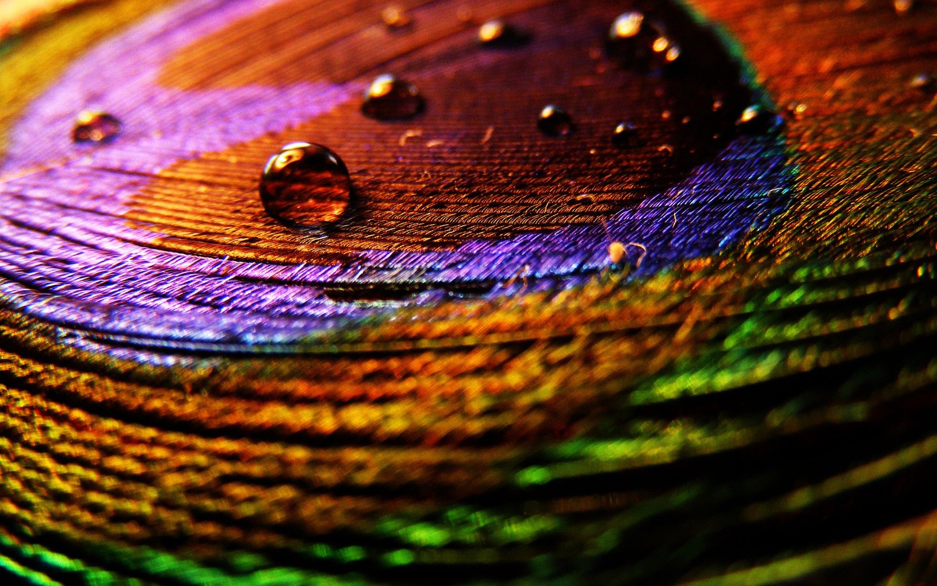 Peacock Feathers Macro wallpapers and stock photos in good quality ...