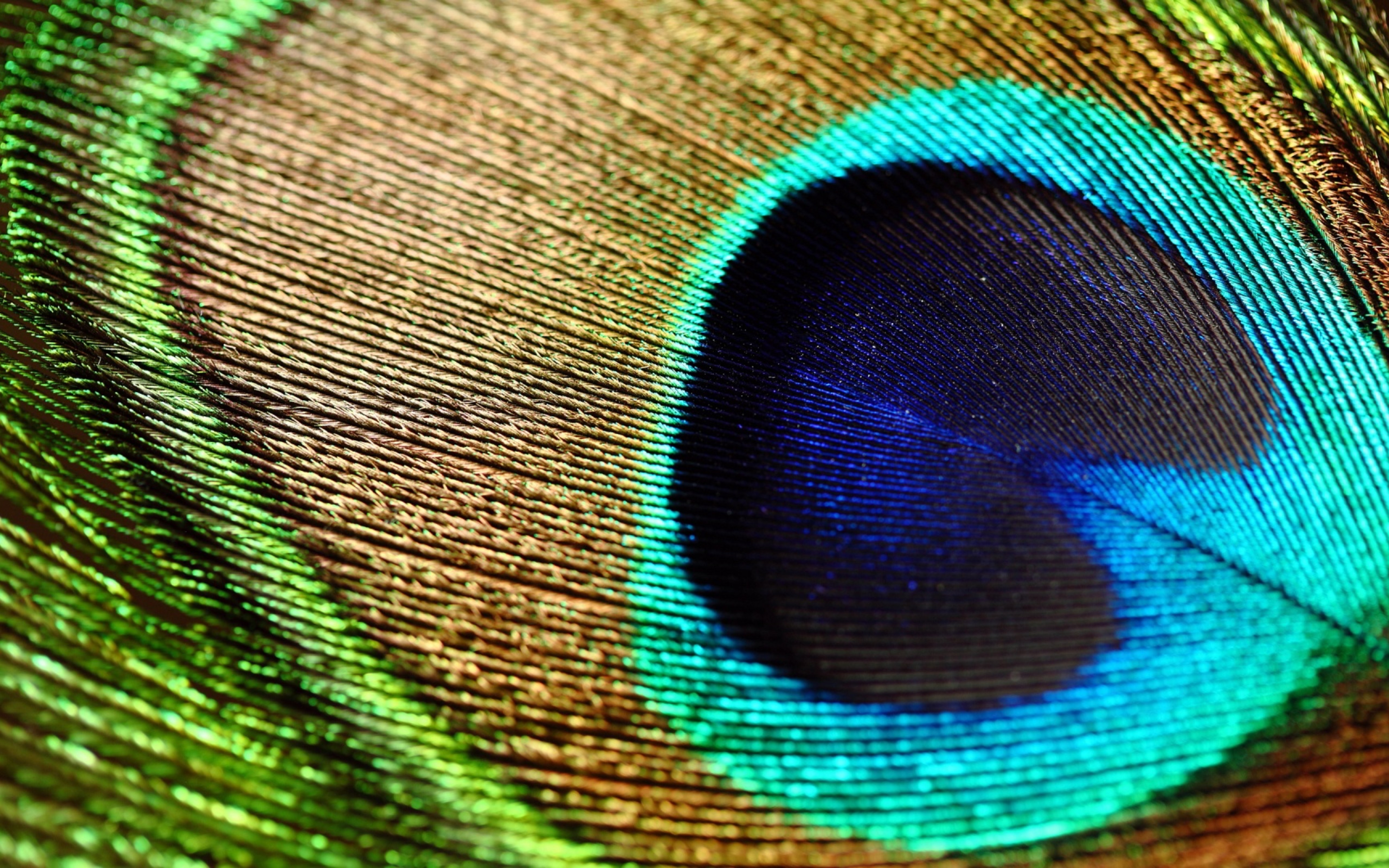 Macro peacock feather - wonderful wallpaper