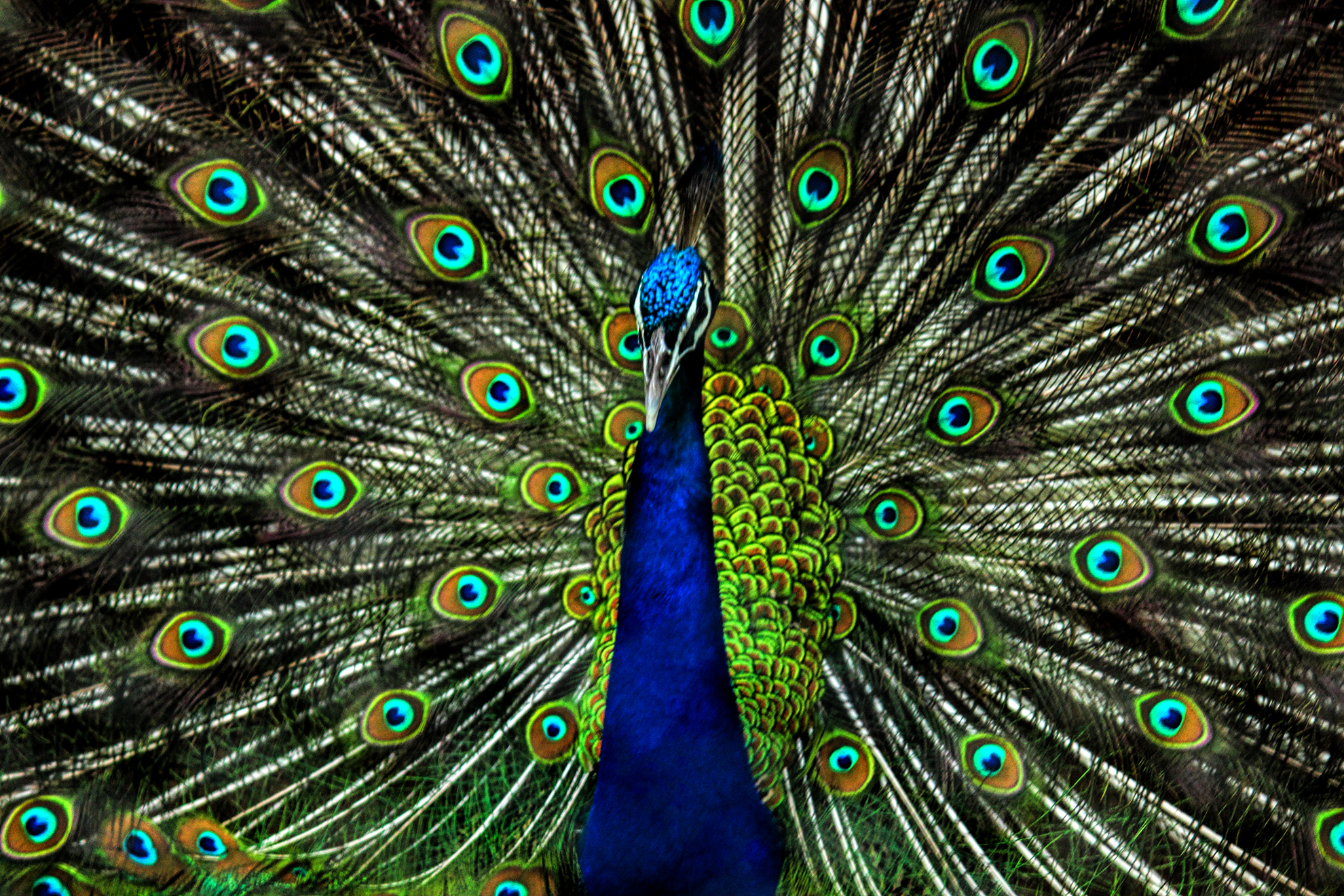 File:Peacock feathers close.jpg - Wikimedia Commons