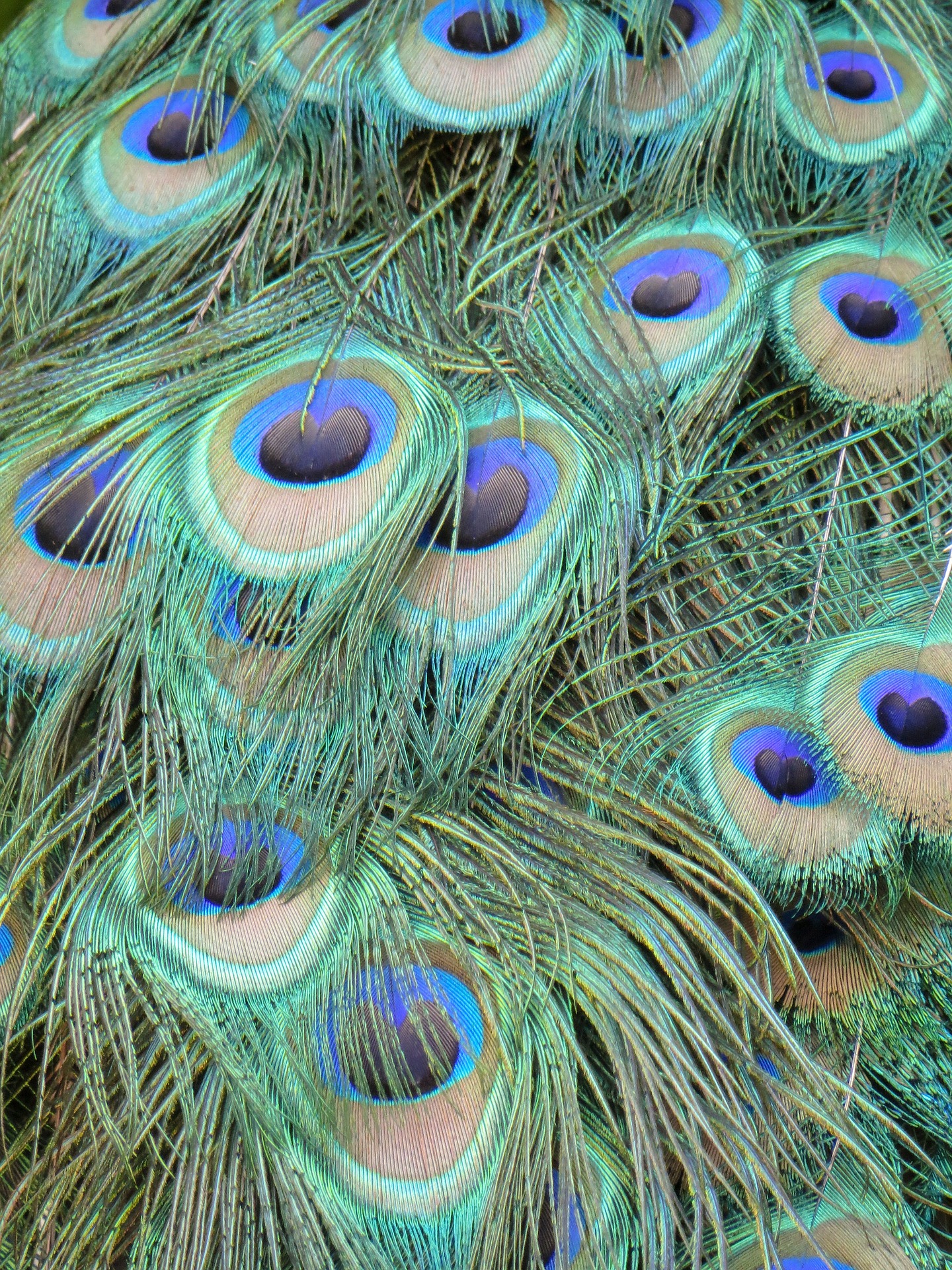 Peacock feathers photo