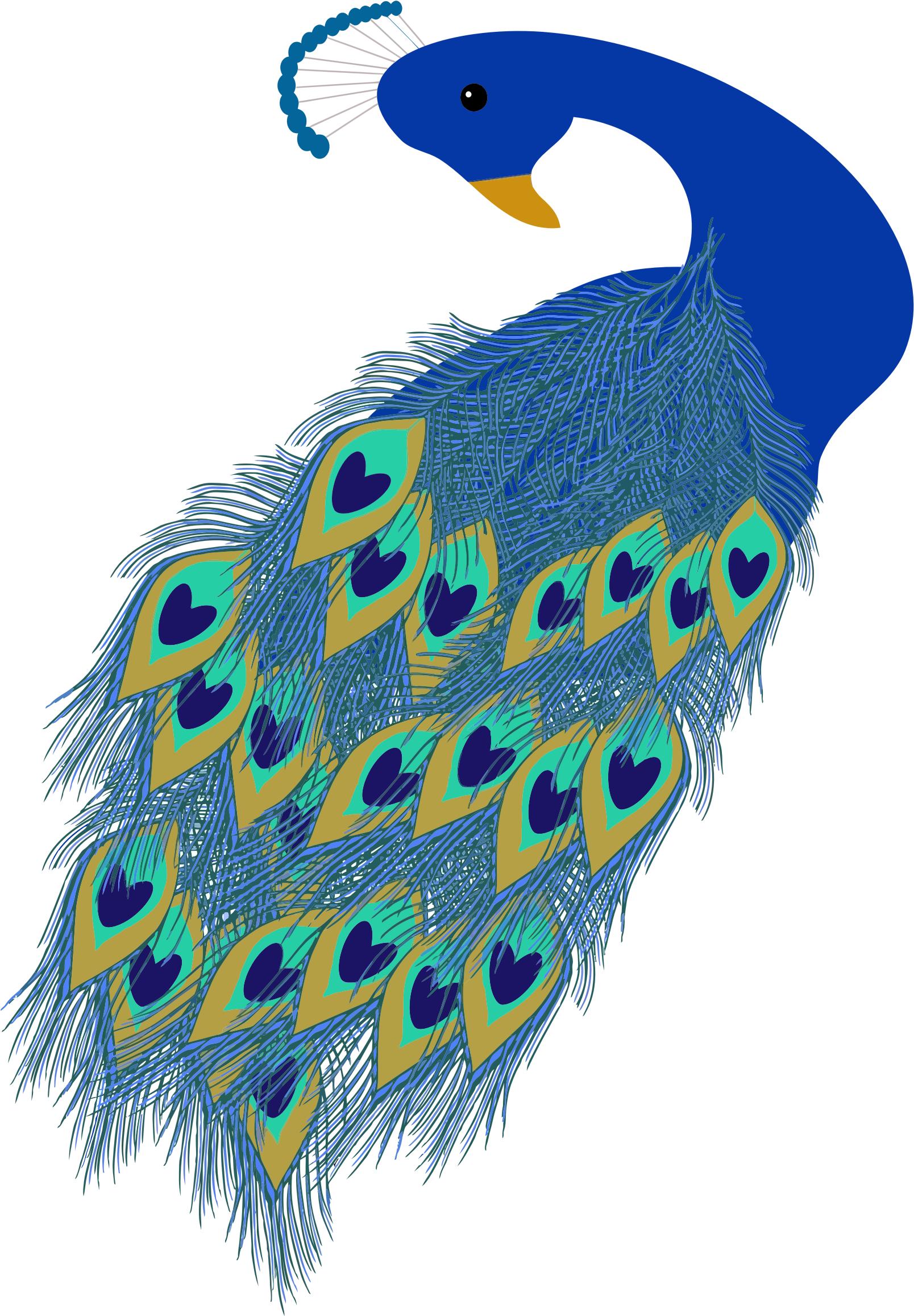 Peacock illustration photo