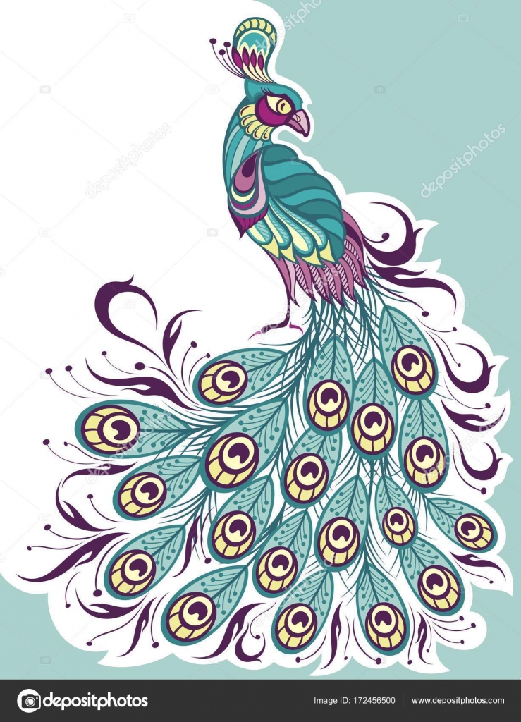Peacock , sketch vector. animal wildlife illustration. — Stock ...