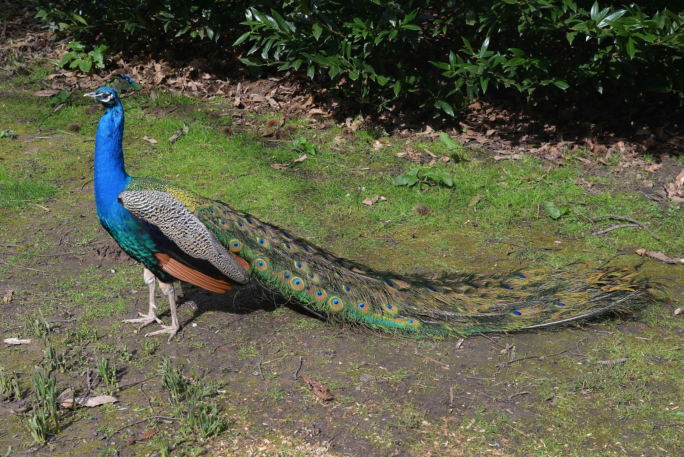 Peacock in the zoo photo