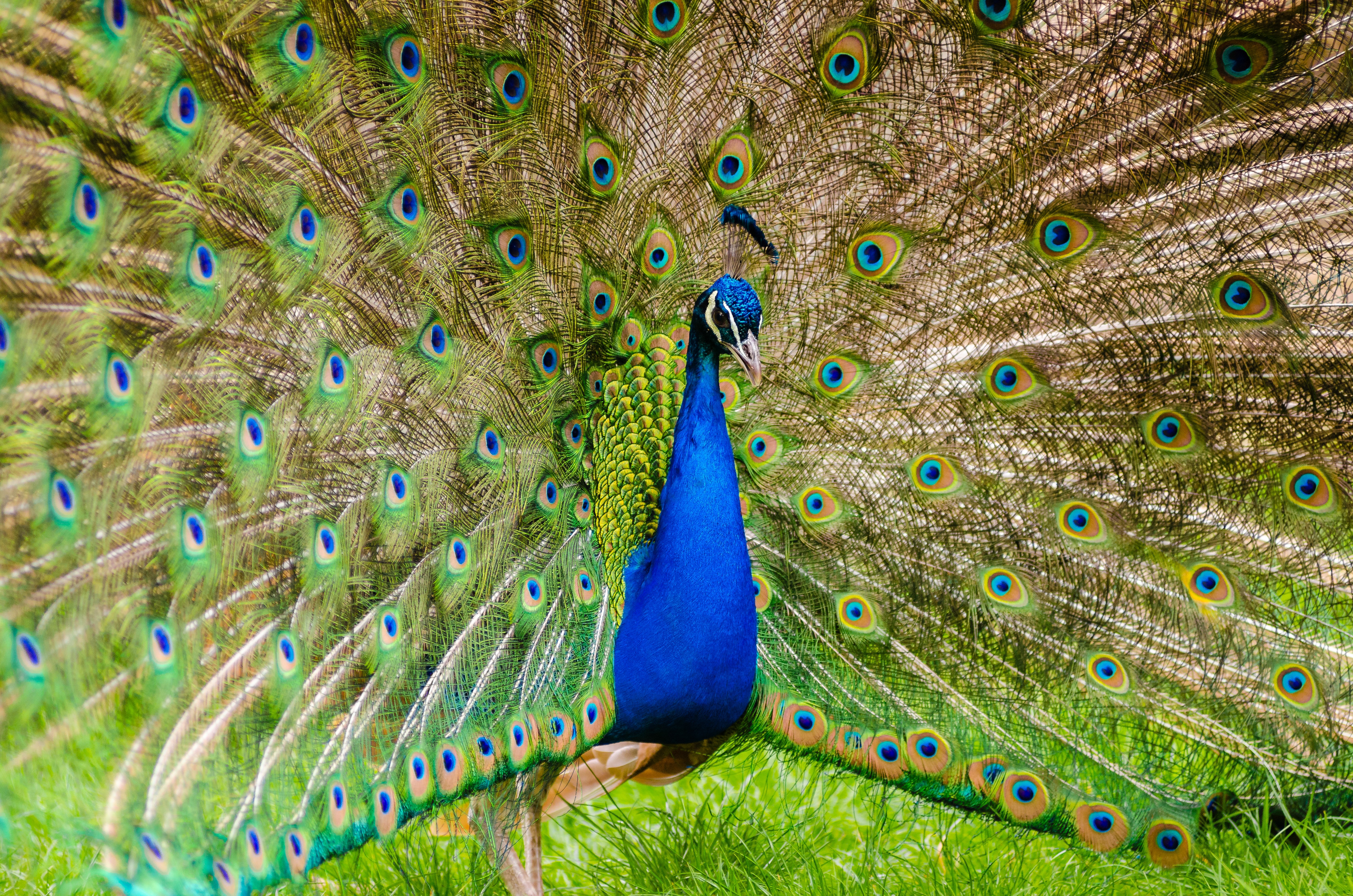 Peacock on green grass photo