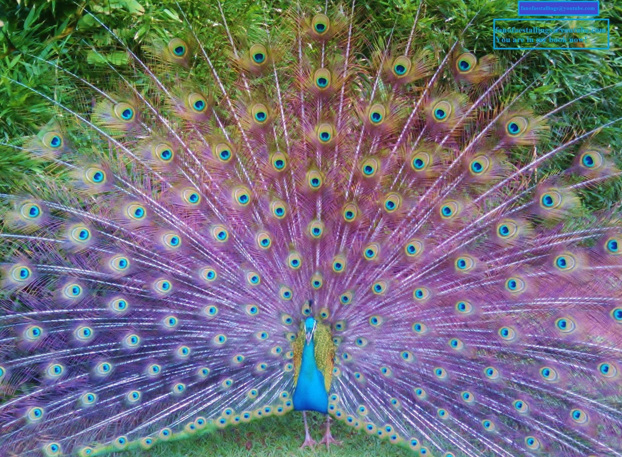 Hundreds of Peacocks.... Color EXPLOSION... beautiful - YouTube