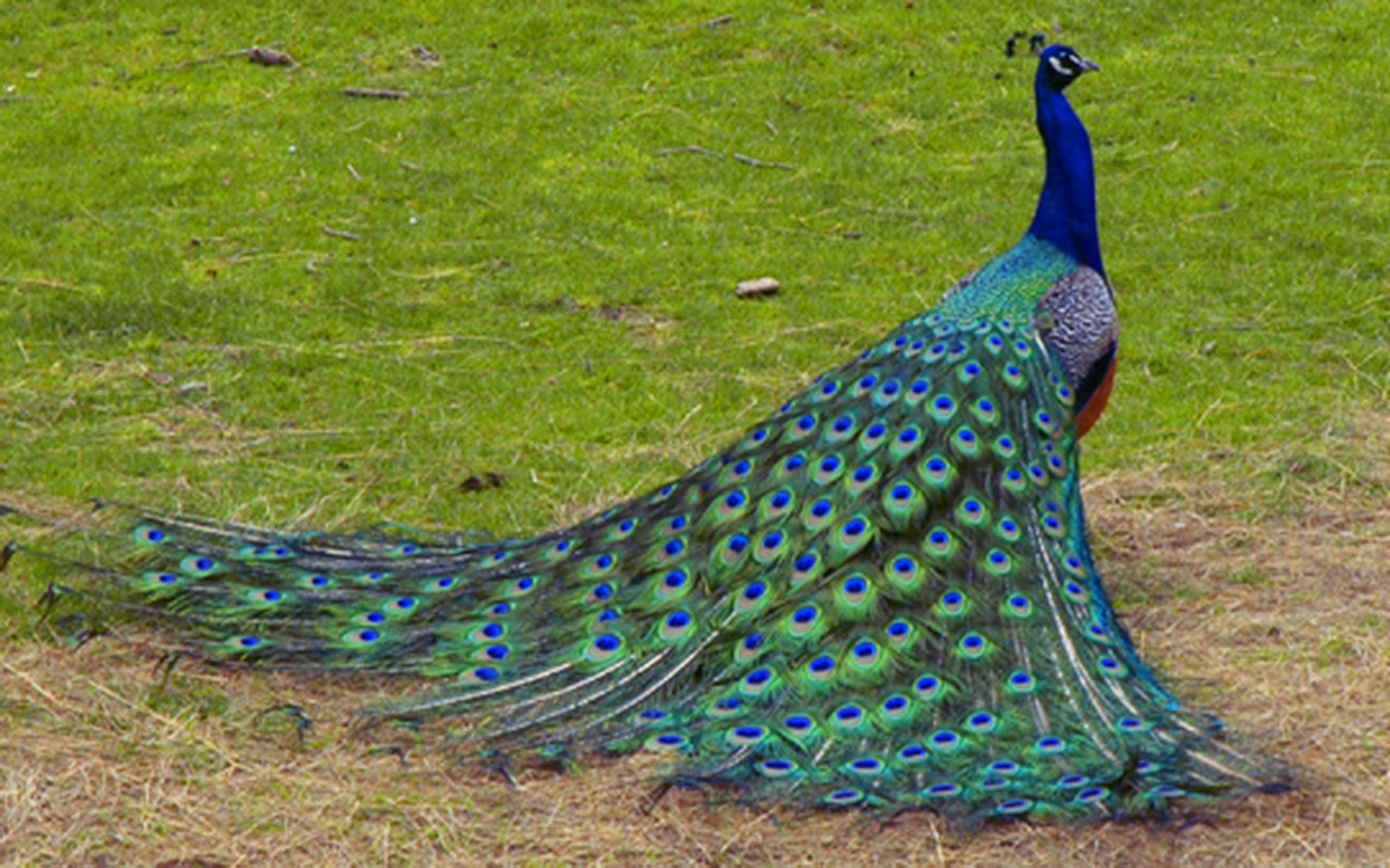Peacocks - Album on Imgur
