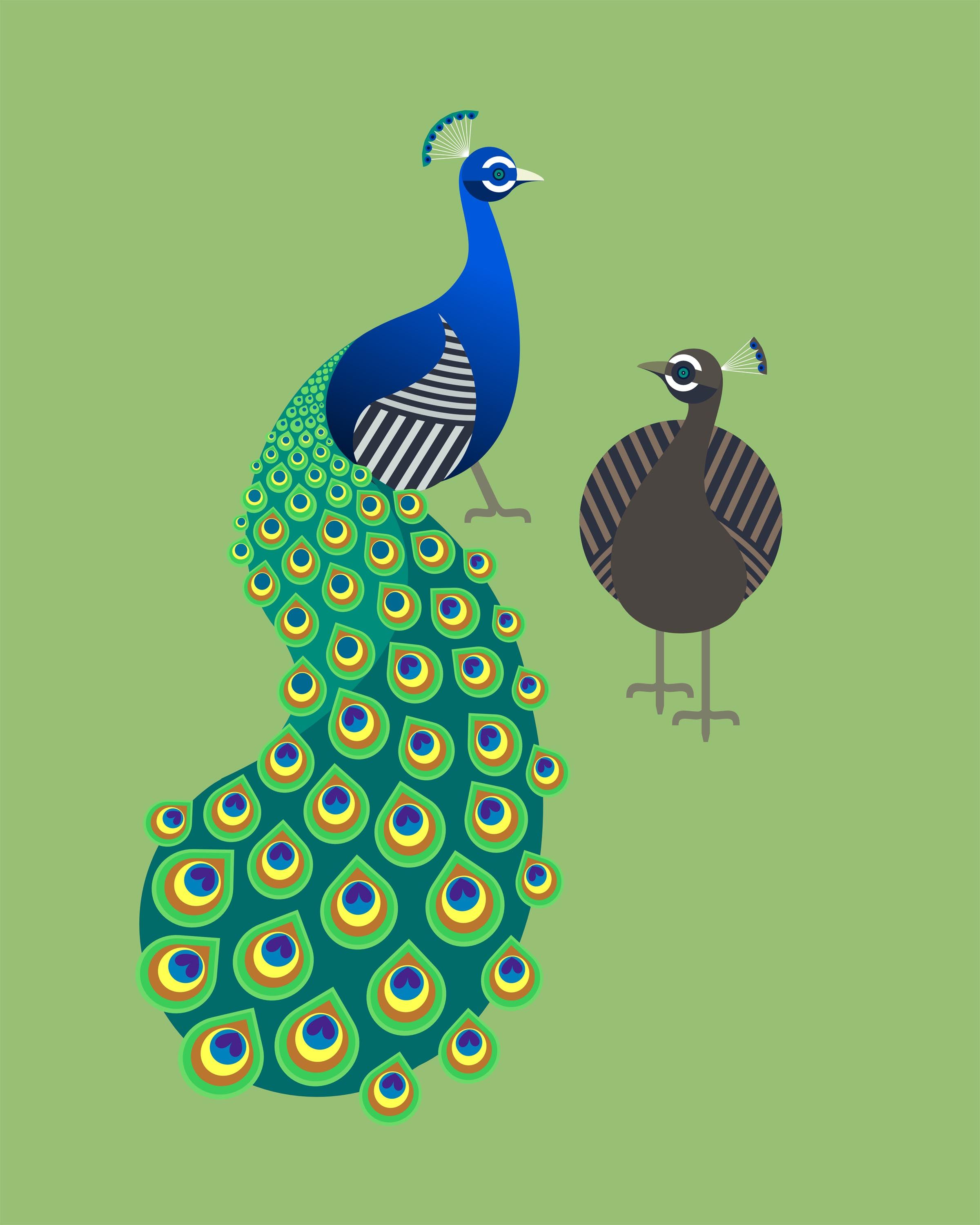 Peafowl illustration photo