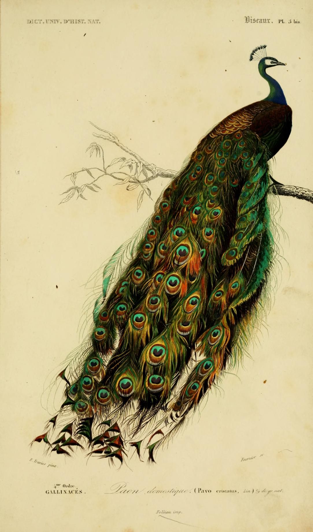 v. 1 1849 - Atlas (Zoologie - Humaines, Mammiferes & Oiseaux ...