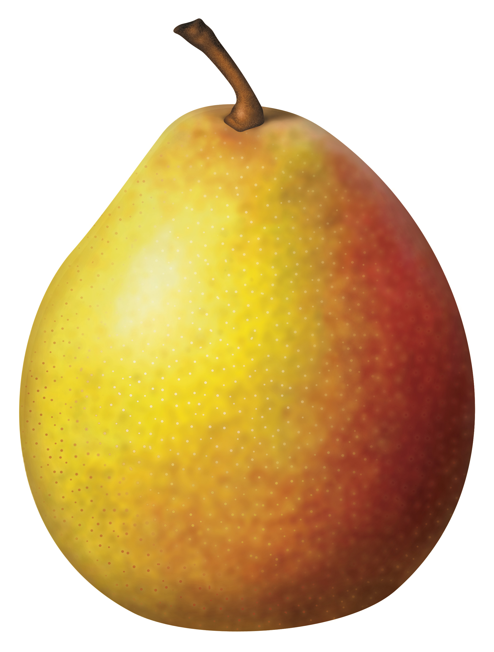Pear Varieties (illustration) – California Pears