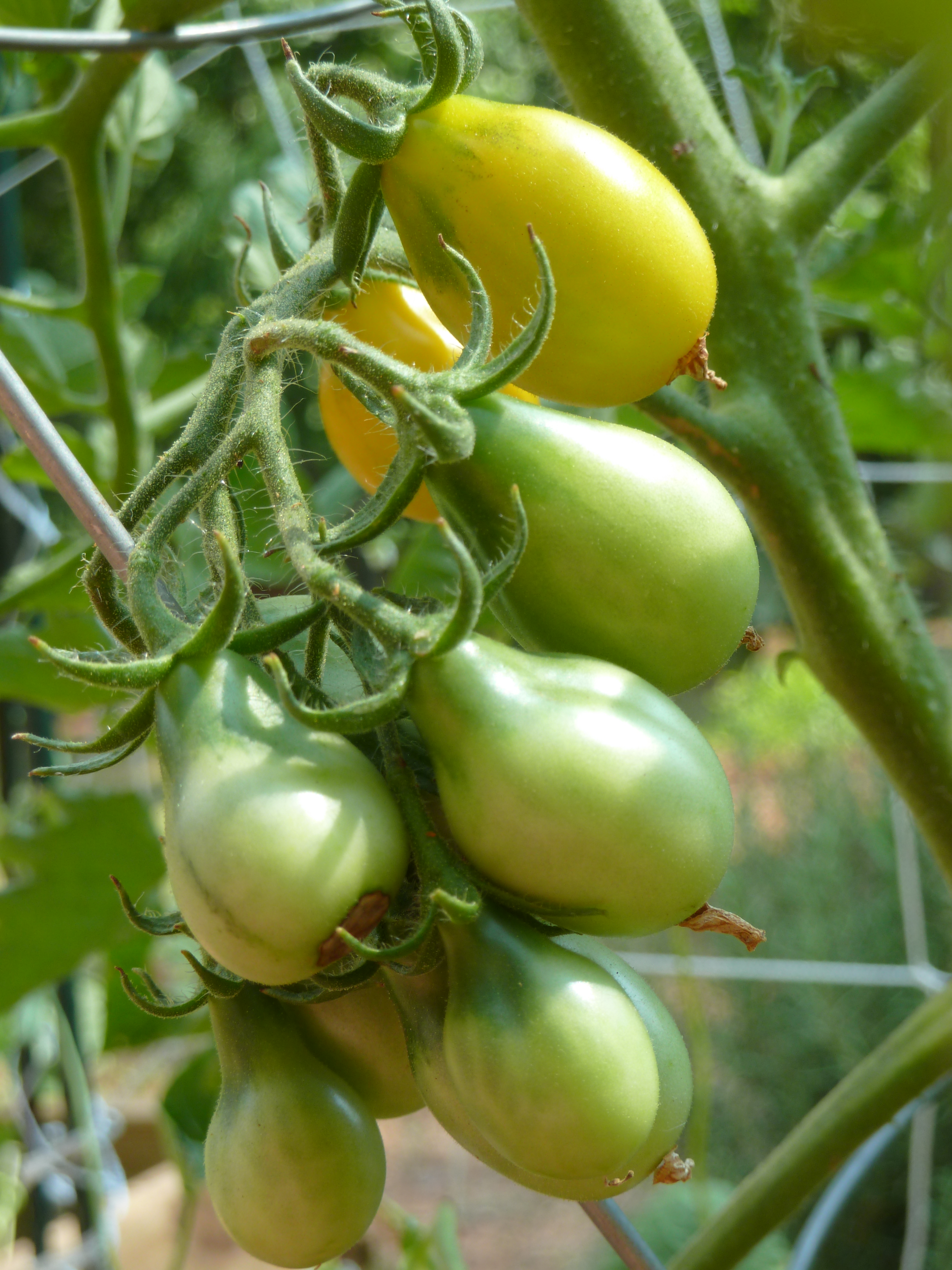 Green Pear Tomato | Hariyalee