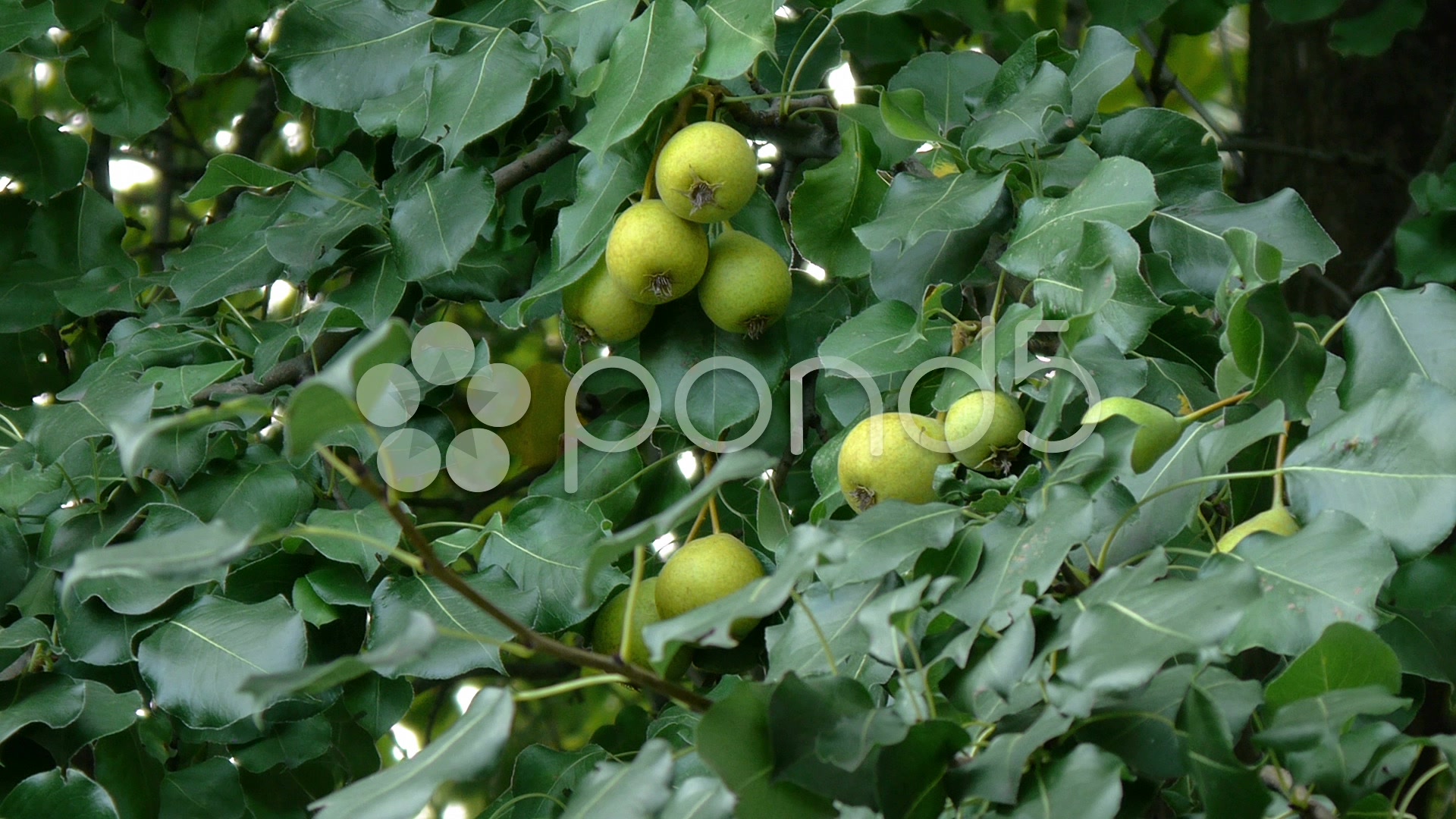 Pear tree, fruits of the branch ~ Stock Footage #36169588