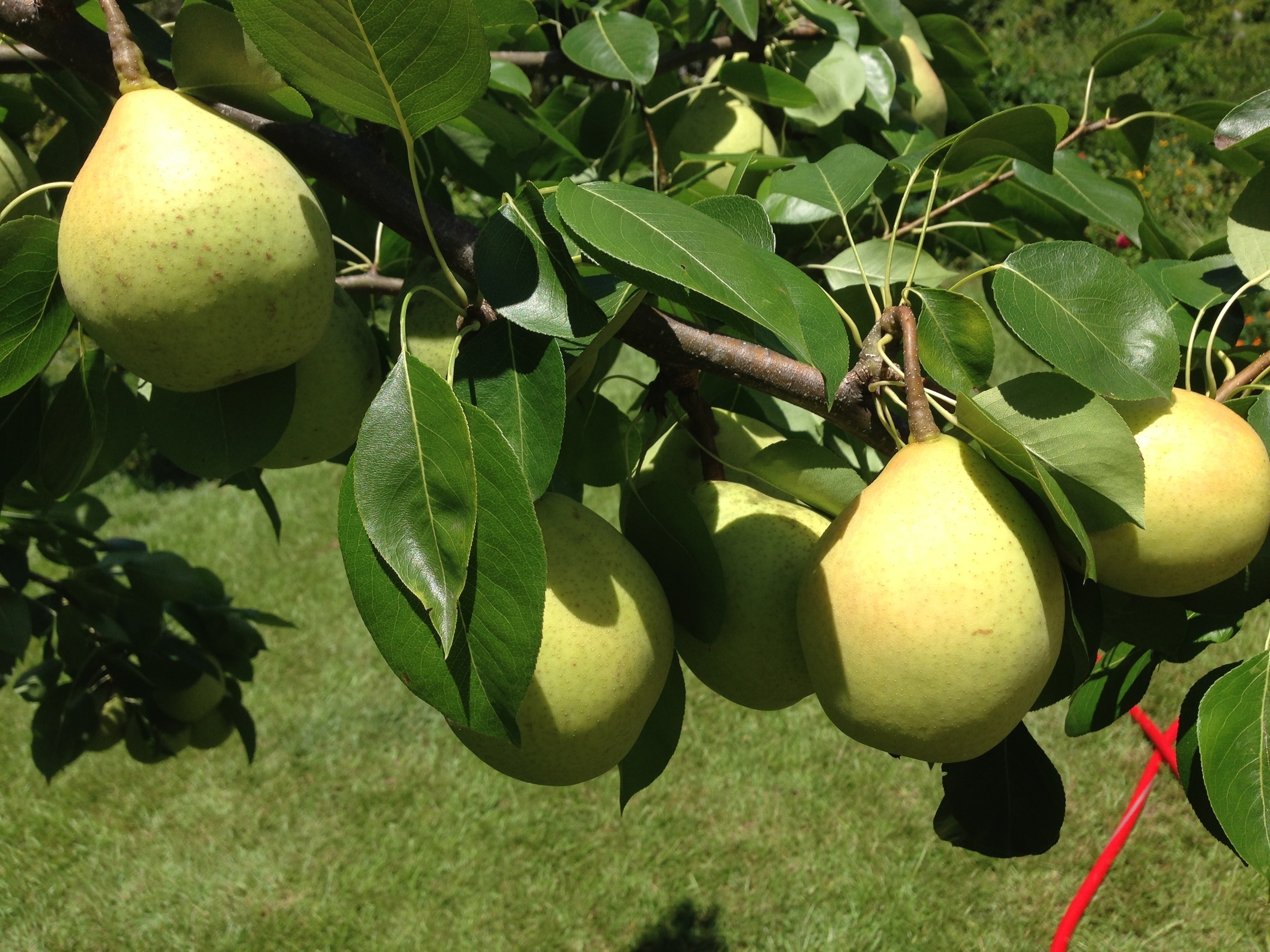 Southern Pears - General Fruit Growing - Growing Fruit