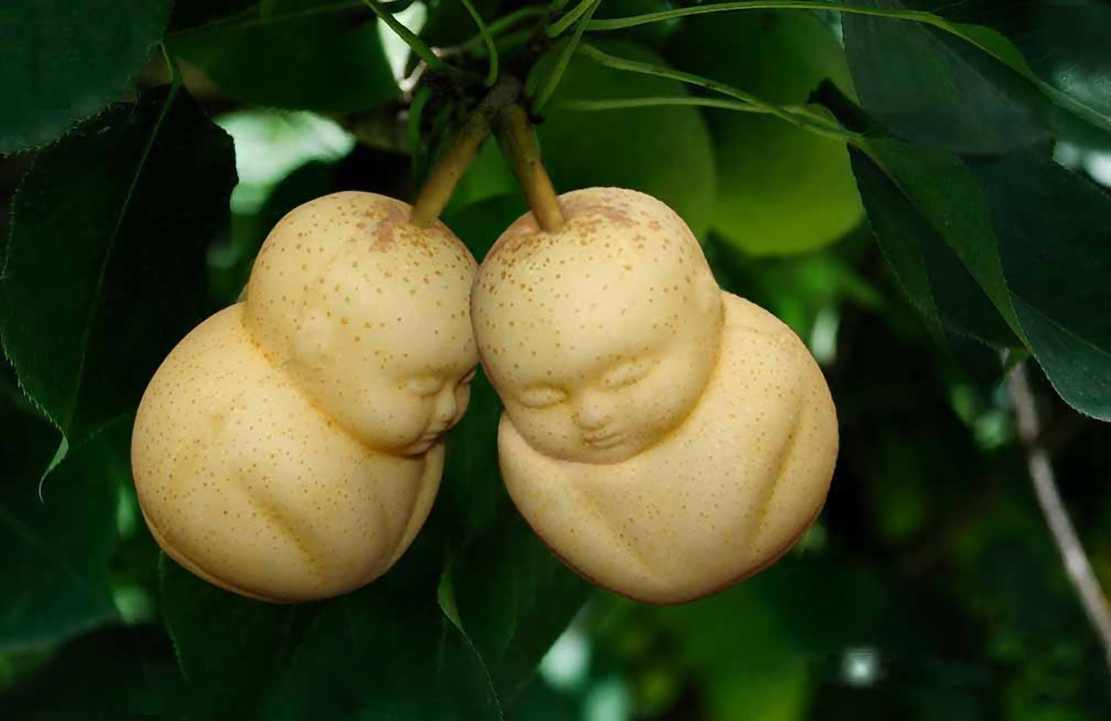 Pears Shaped Like Babies Are a Hit In China - D-brief
