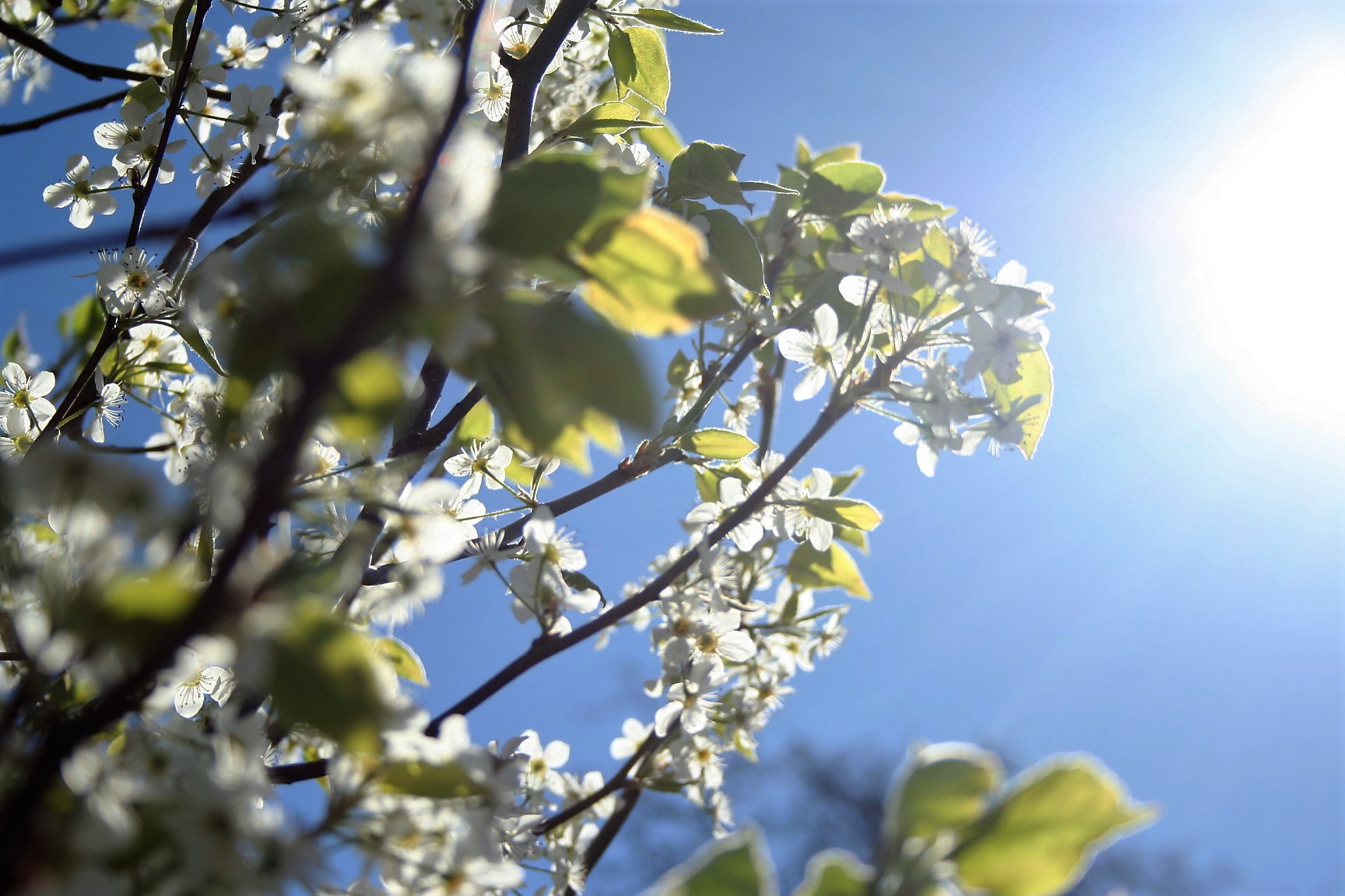 bradford pear tree | Life Of Joy