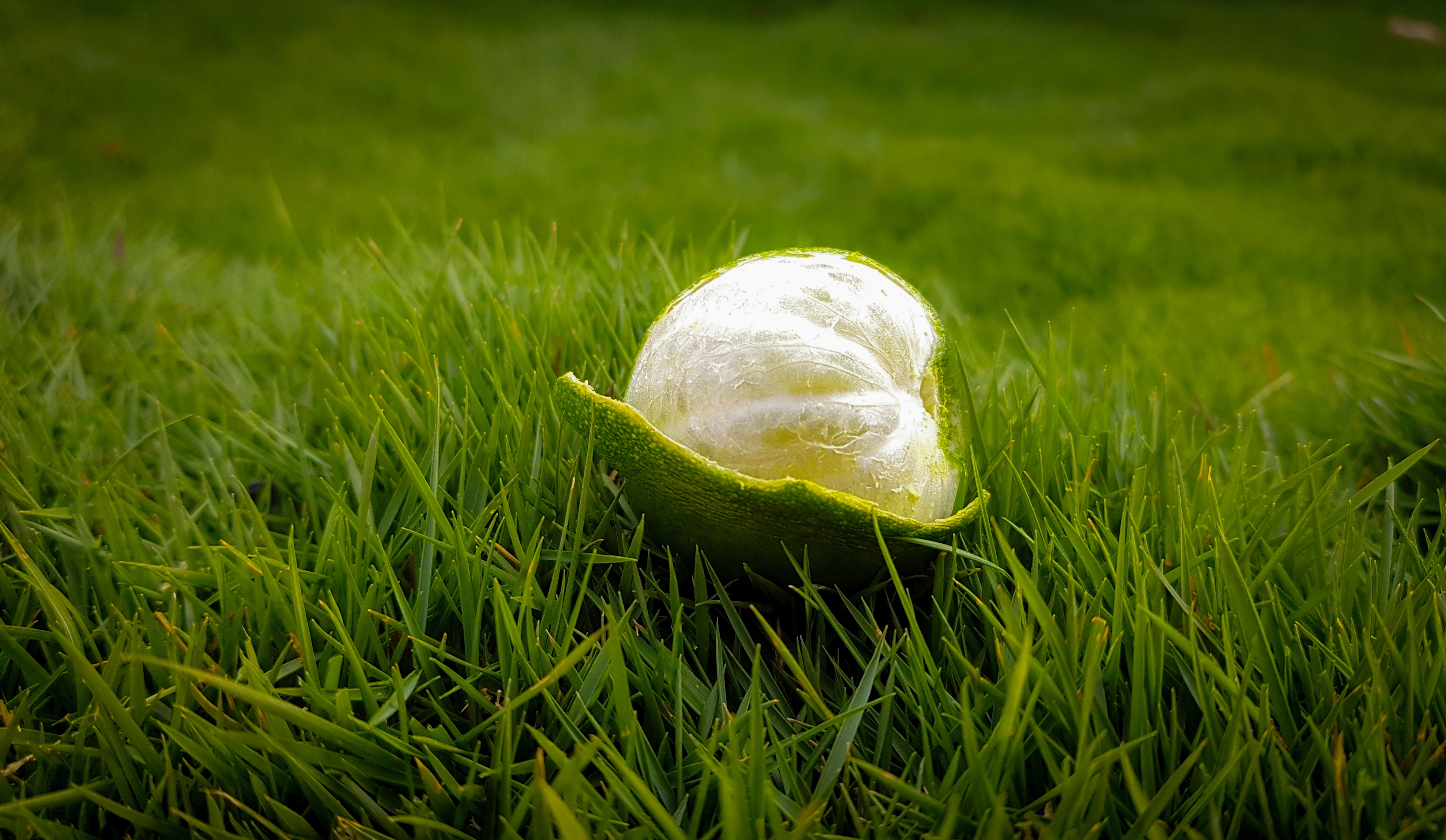 Peeled green lime on green grasses photo