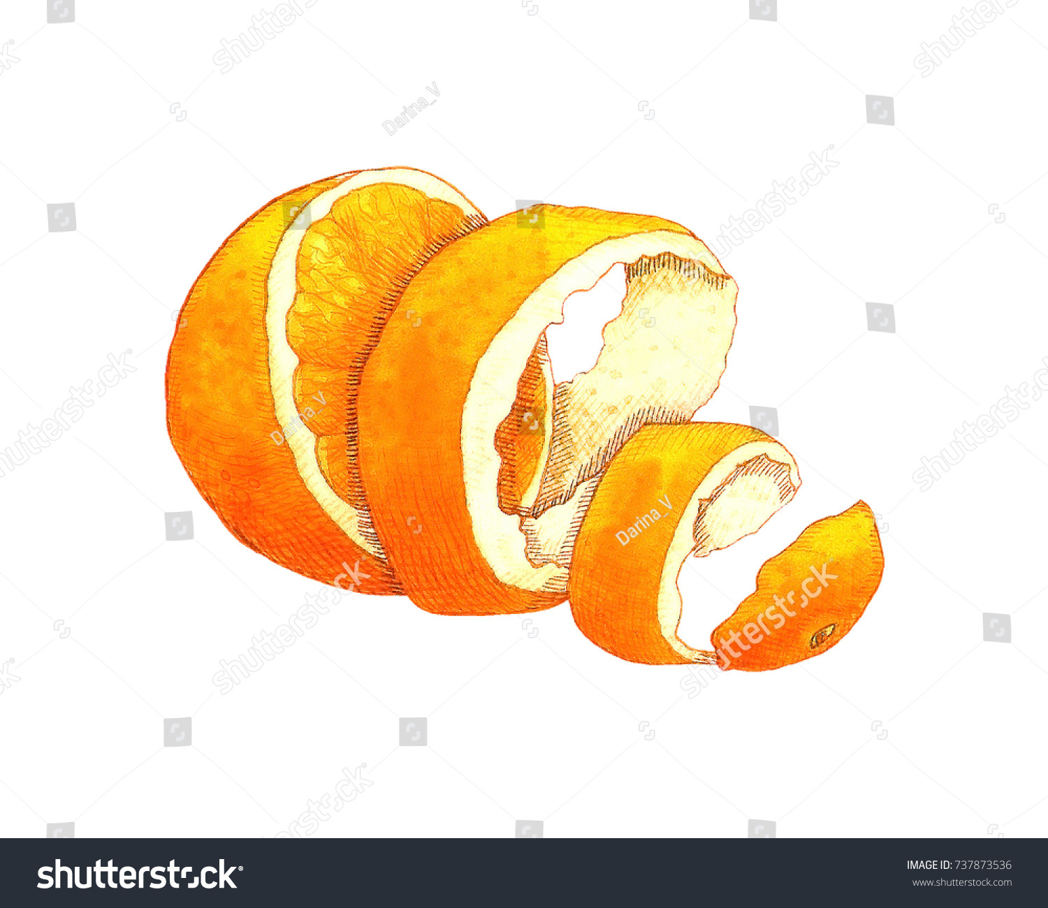 Watercolor Illustration Half Orange Fruit Peel Stock Illustration ...