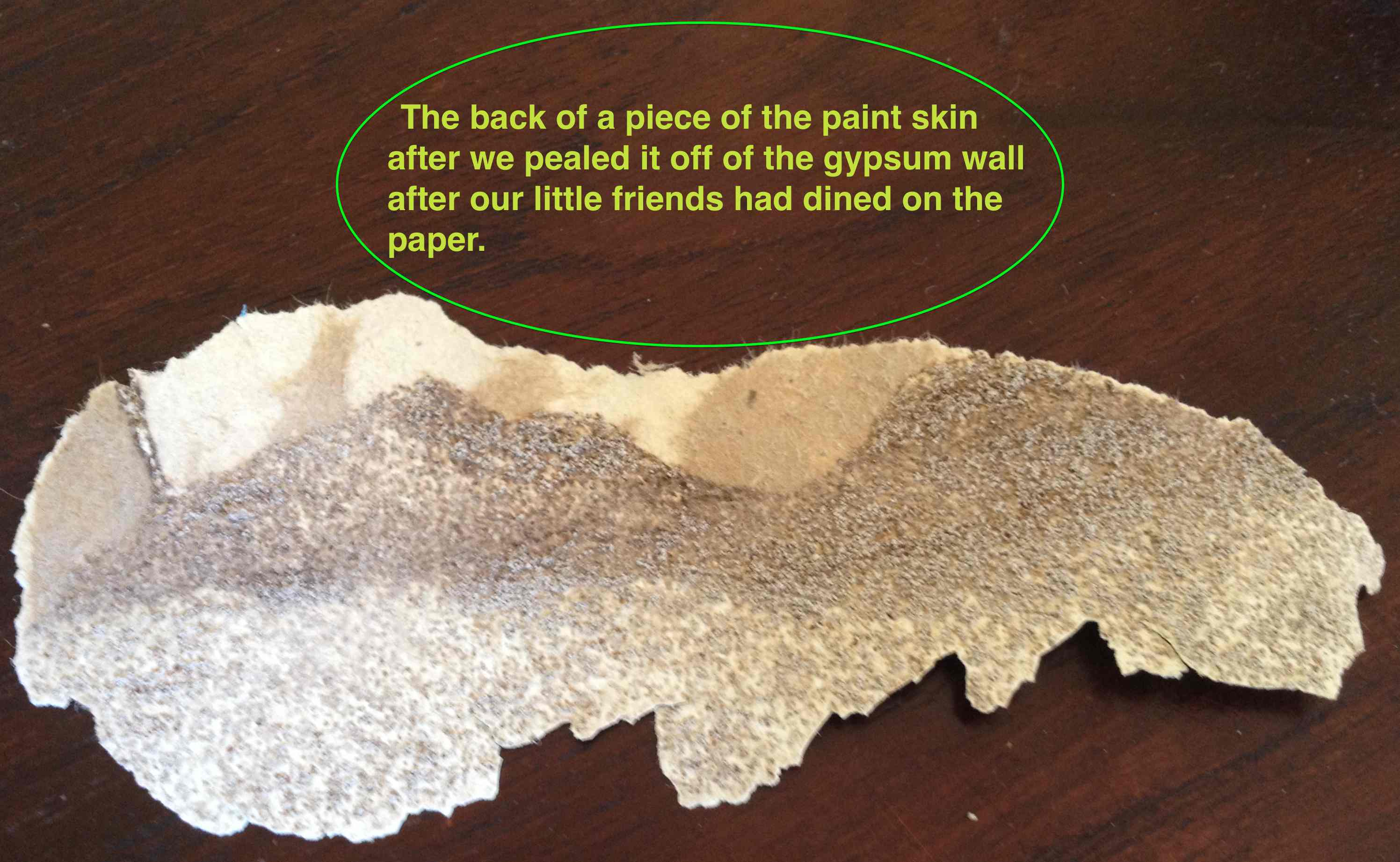 Paint peeled off of gypsum |