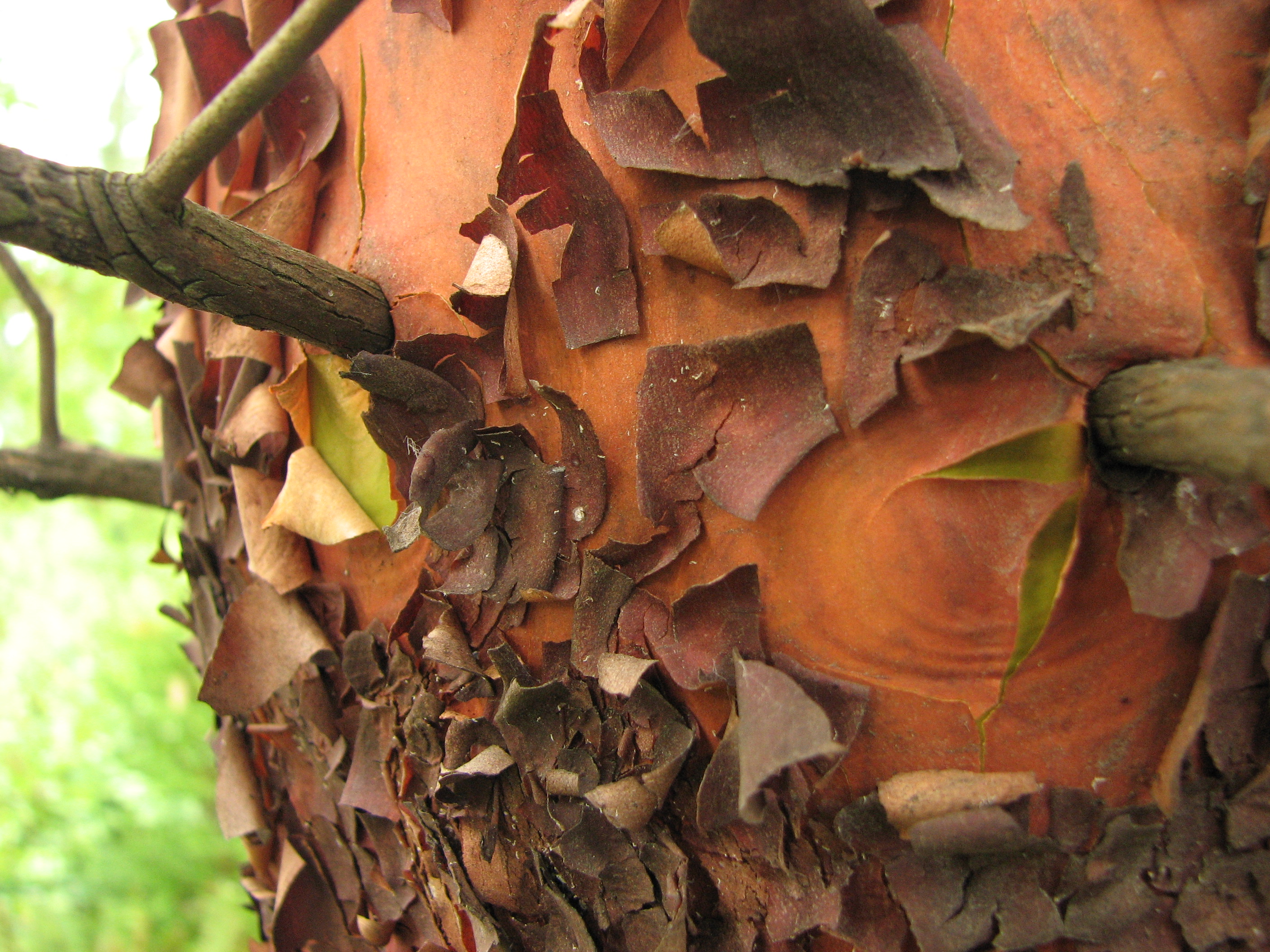 Peeling tree bark texture photo