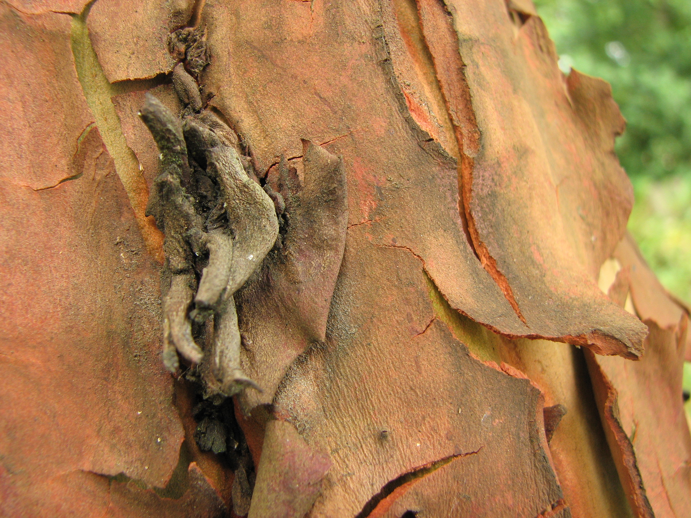 File:Pacific Madrone Arbutus menziesii Peeling tree bark.jpg ...