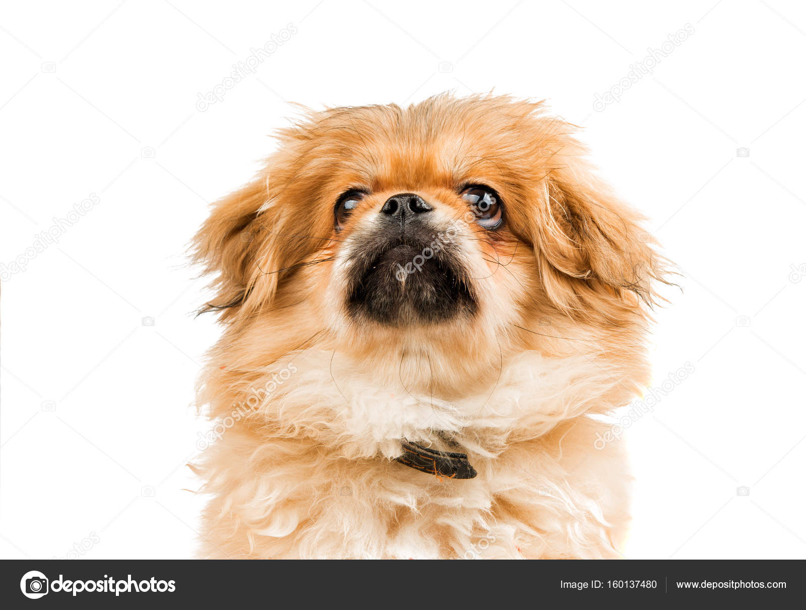 Pekinese dog isolated — Stock Photo © ksena32 #160137480
