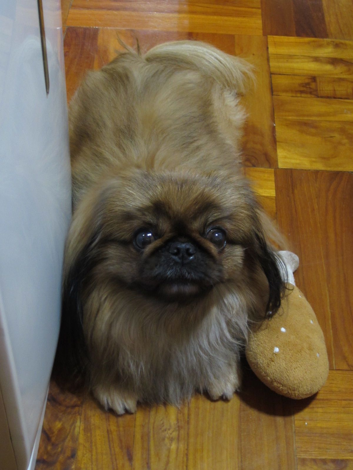 My pekinese with his favorite toy :) | Pets | Pinterest | Toy and Animal