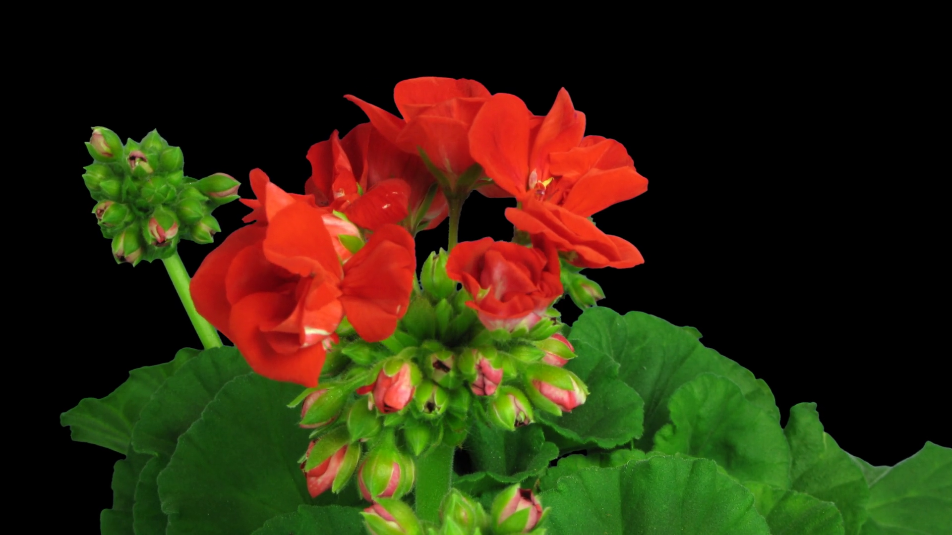Time-lapse of opening red geranium (Pelargonia) flower 1a1 in PNG+ ...