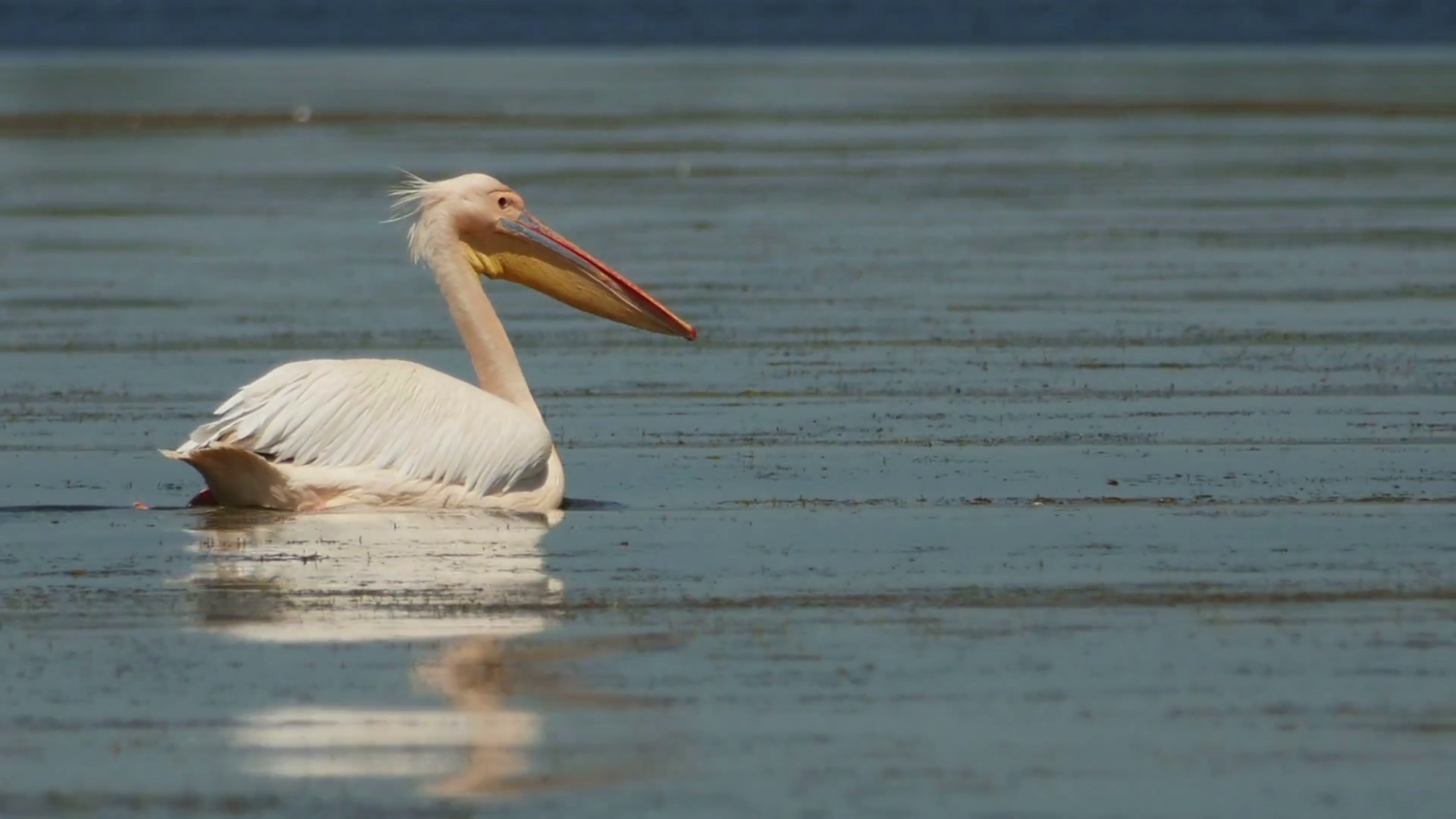 Dalmatian pelican (Pelecanus crispus) swimming on water in Danube ...