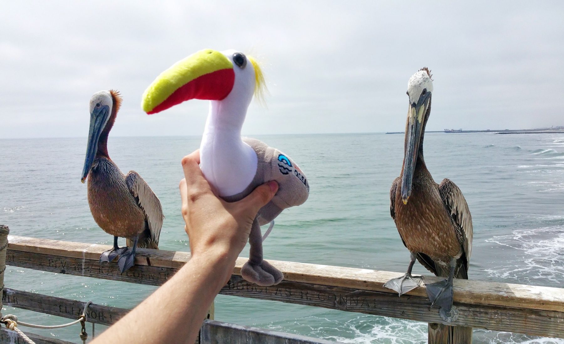 Charlie the Pelican - Oceanside's Unofficial Mascot - Visit Oceanside