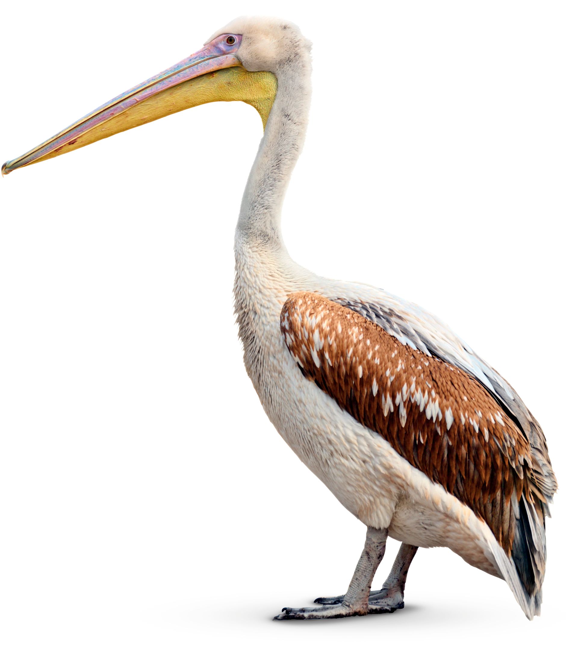 Facts About Pelicans | Pelican Beak | DK Find Out