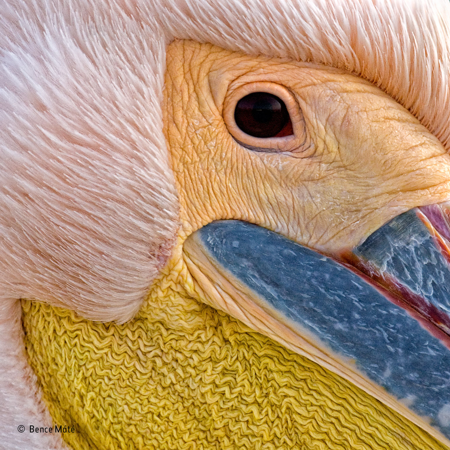 Portrait of a pelican | Bence Máté | Details | Wildlife Photographer ...