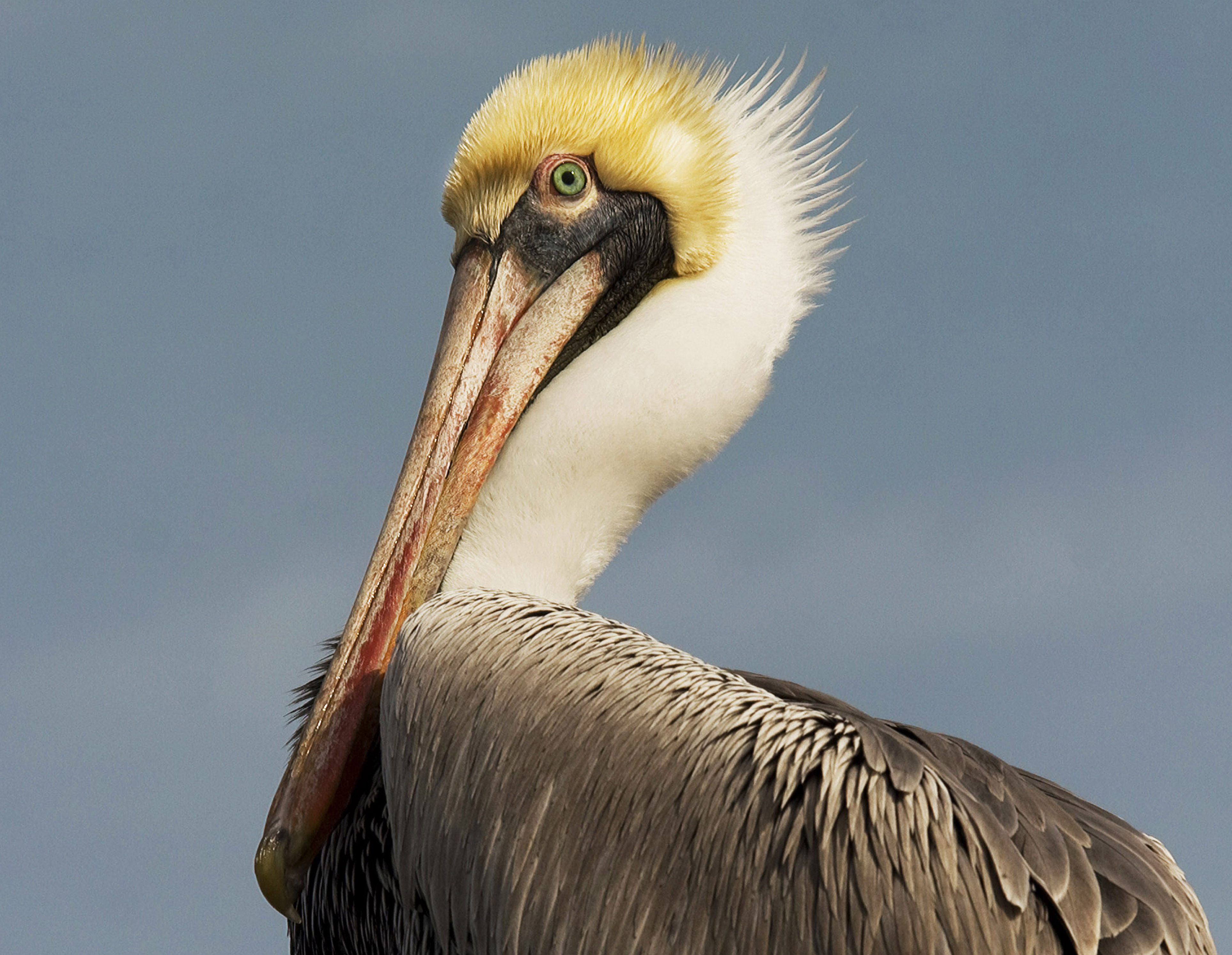 A Wonderful Bird is the Pelican - Beaufort Online