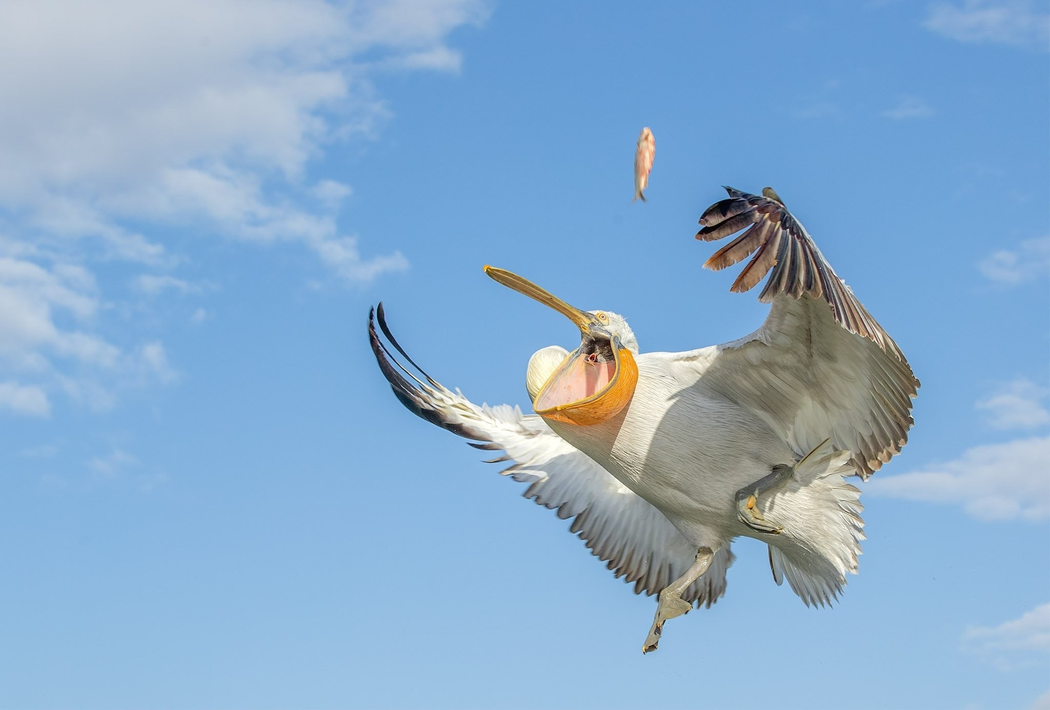 Birds: Sky Pelican Fishing Fish Bird Wings Birds Wallpaper Hd ...