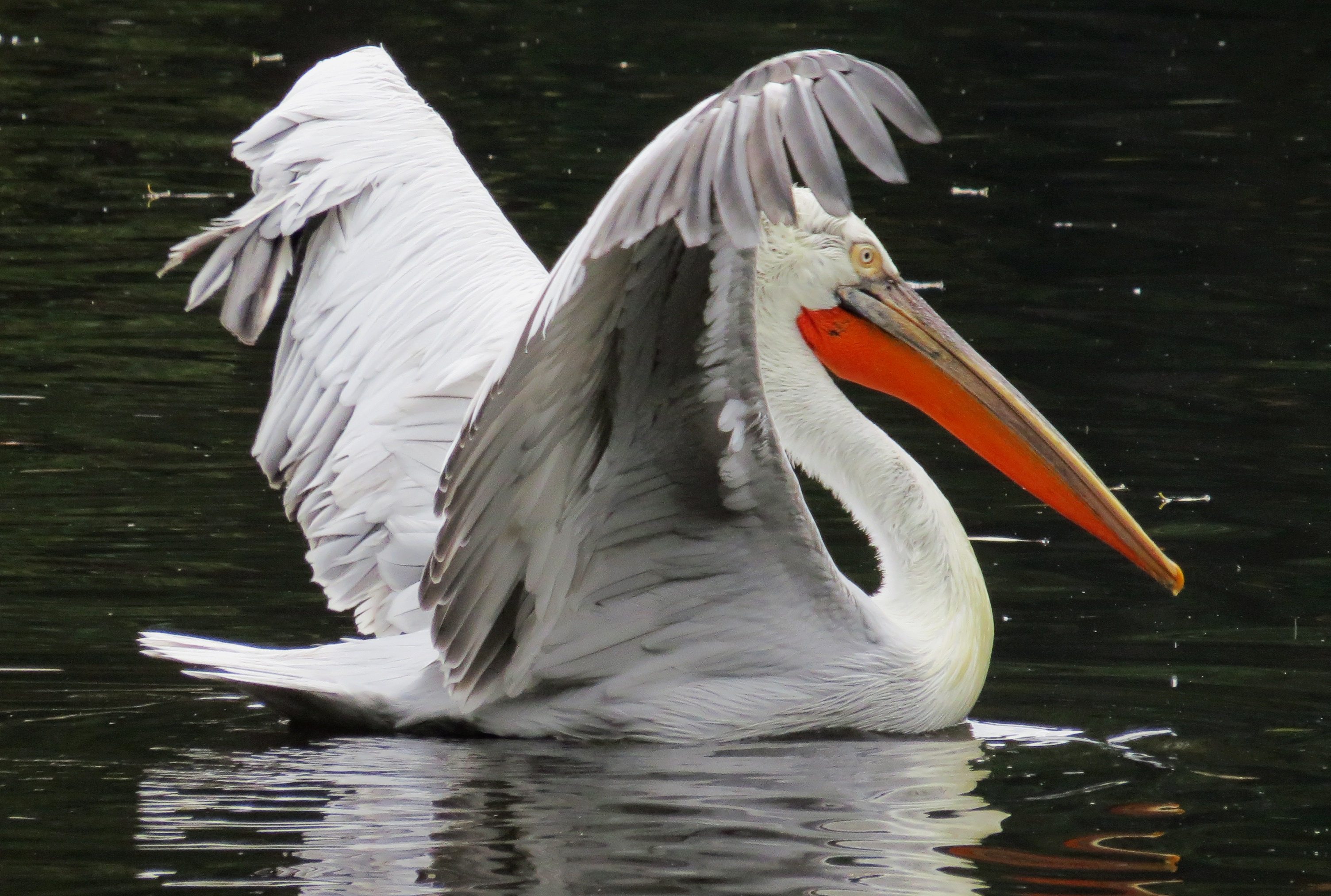Pelican in the river photo