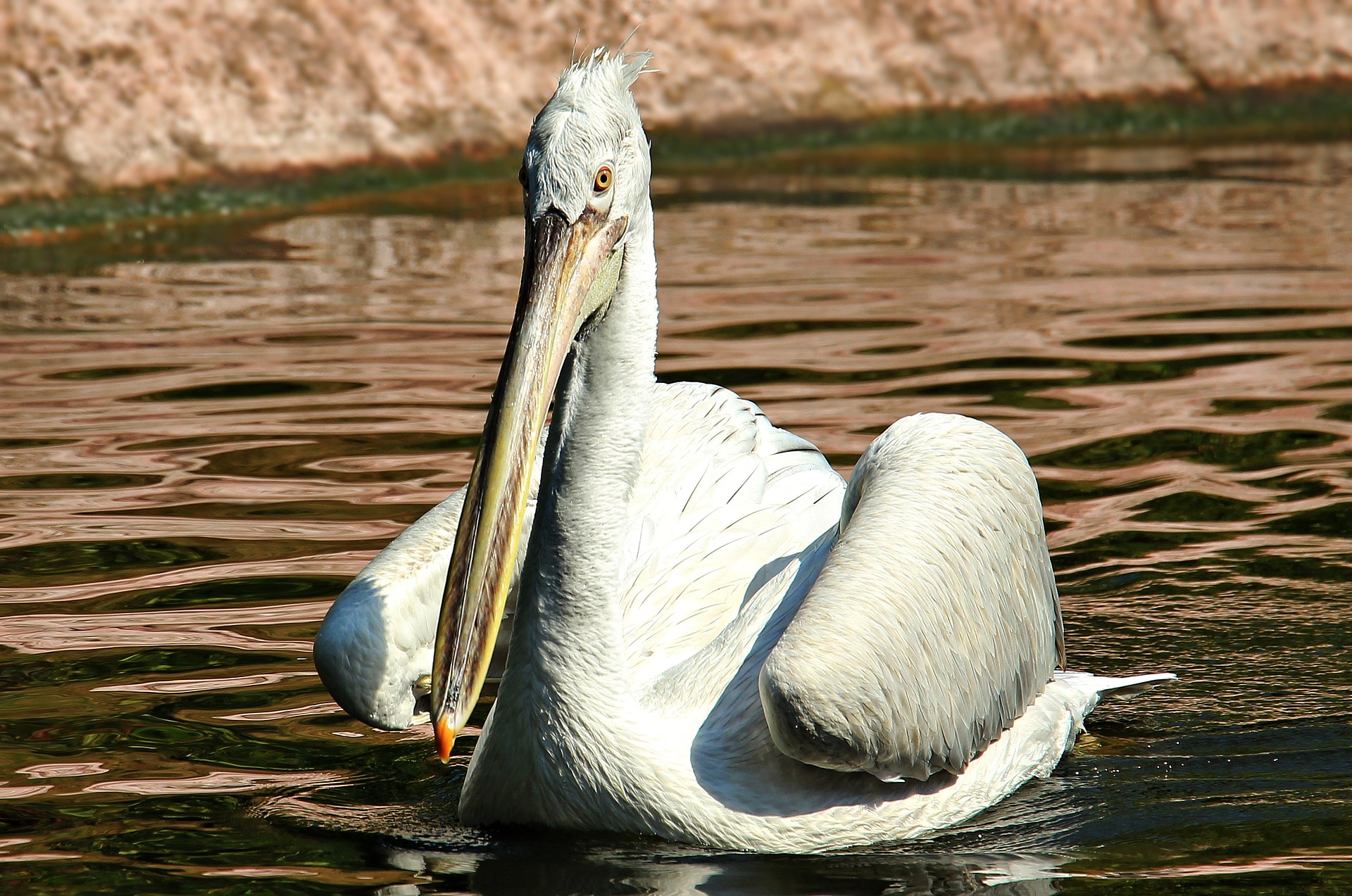 Pelican in the river photo