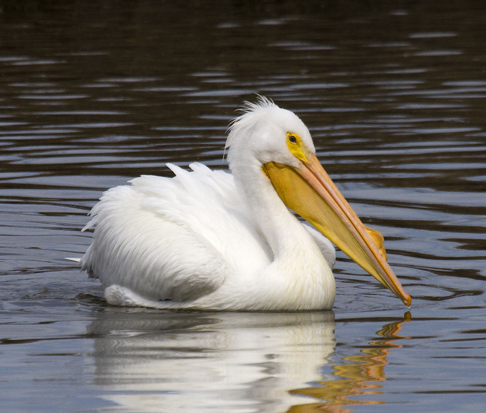 White Pelican Swimming | naturetime