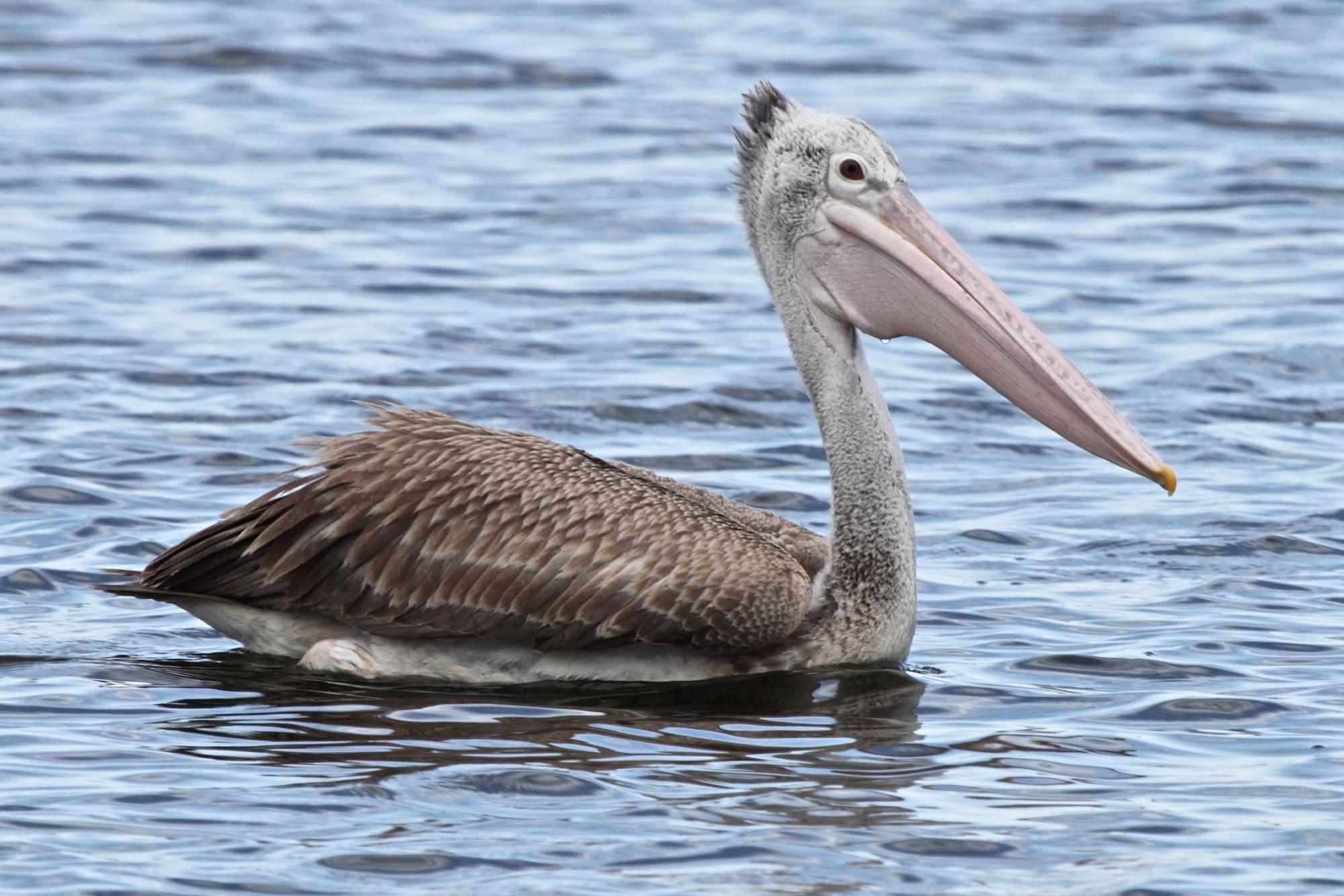 Spot-billed Pelican (Pelecanus philippensis) A bird swimming at ...